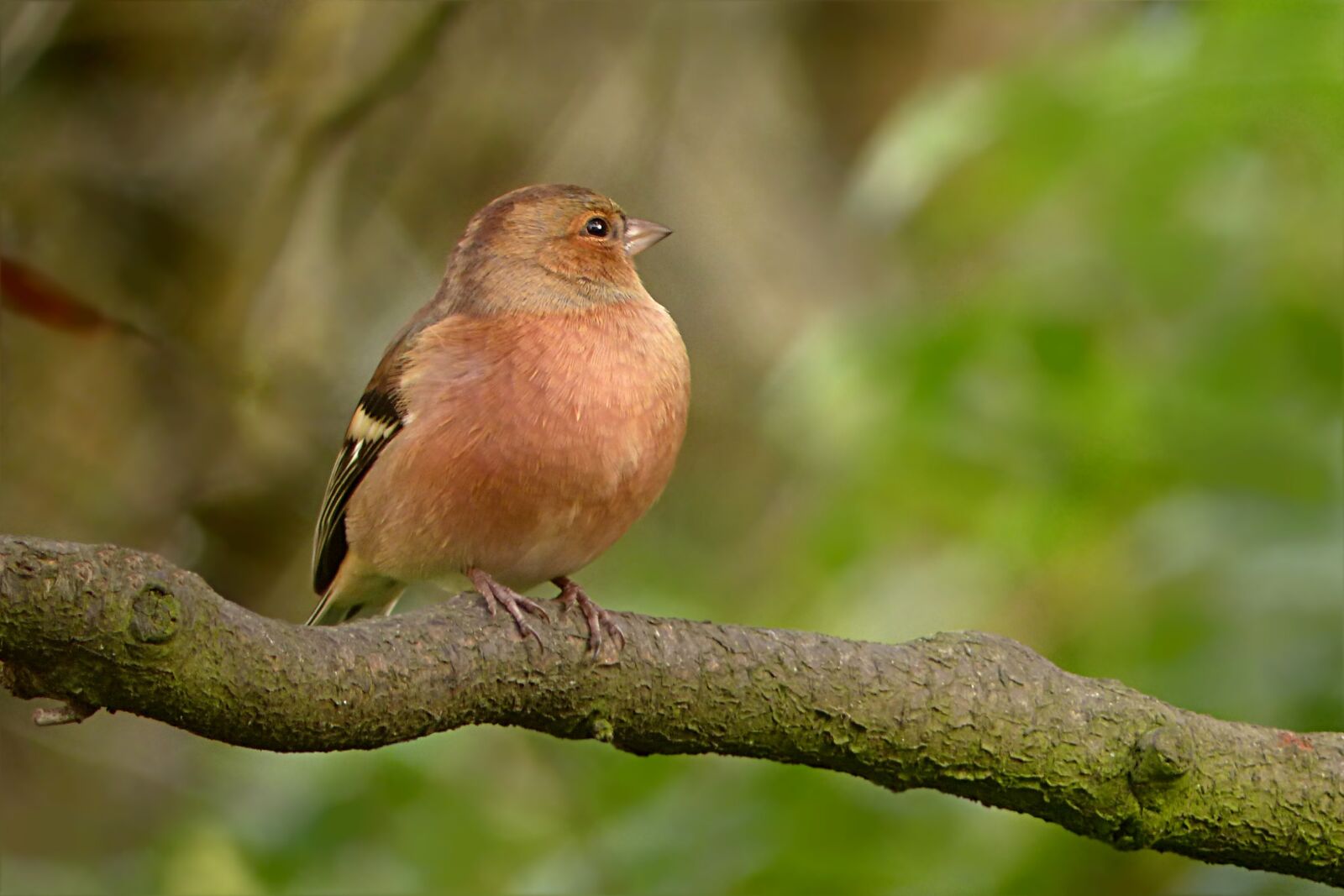 Panasonic Lumix DMC-FZ200 sample photo. Animal, bird, fink photography
