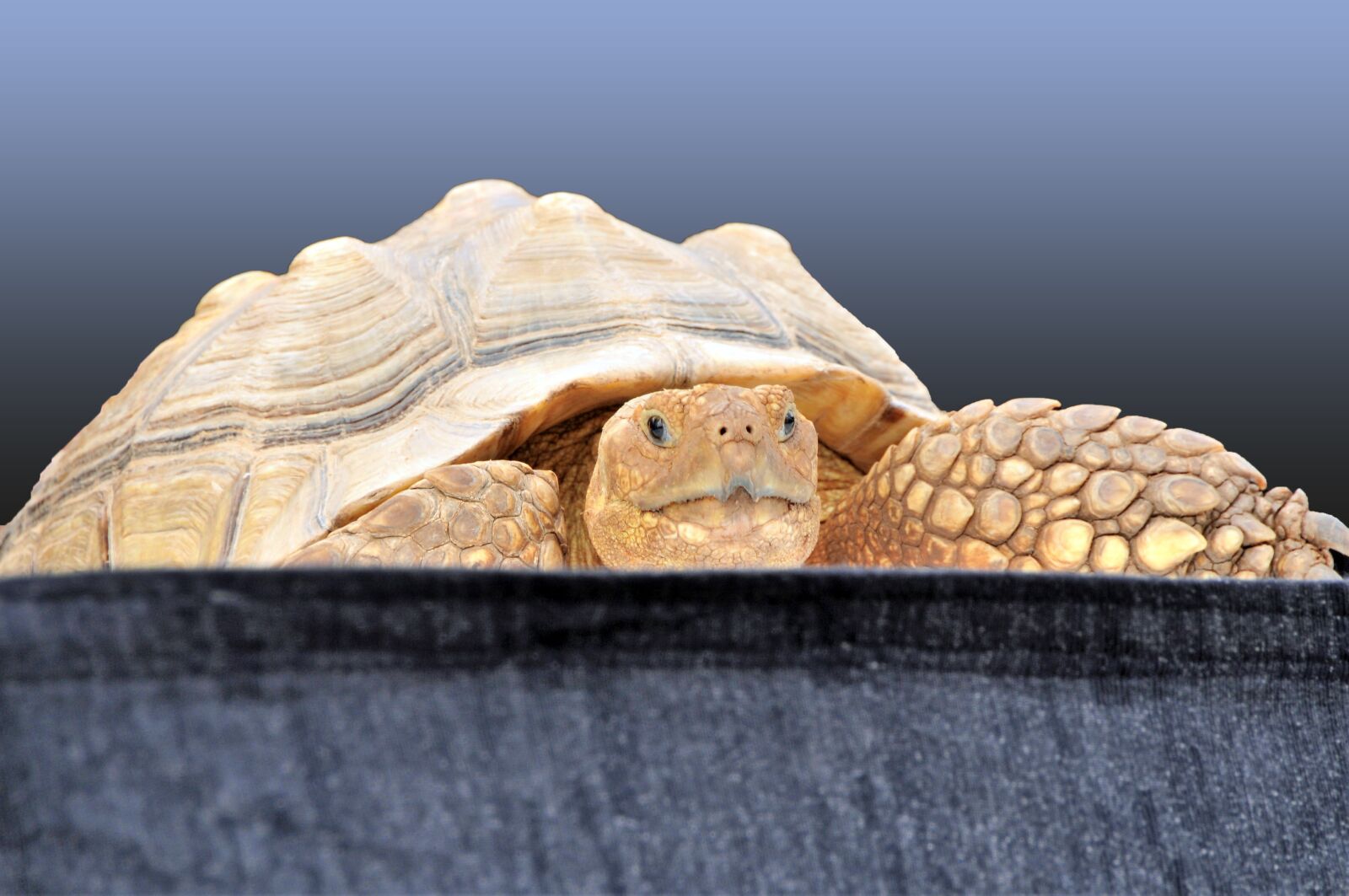 Nikon D300 sample photo. Turtle, carapace, reptile photography