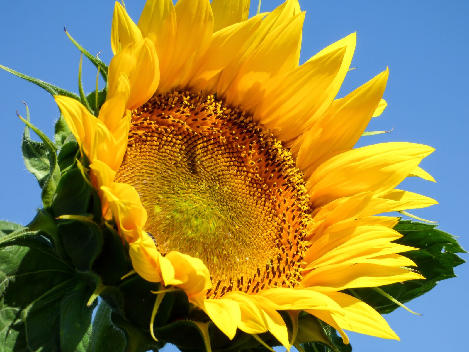 Panasonic DMC-FZ72 sample photo. Sunflower, flower, yellow flower photography