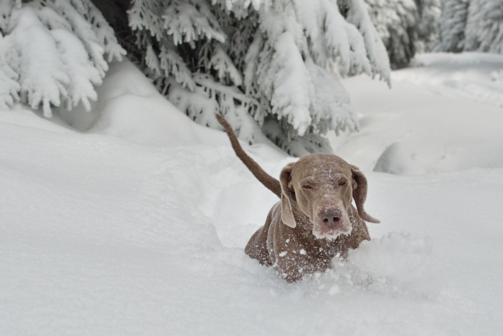 Nikon D5100 sample photo. Winter, dog, snow photography
