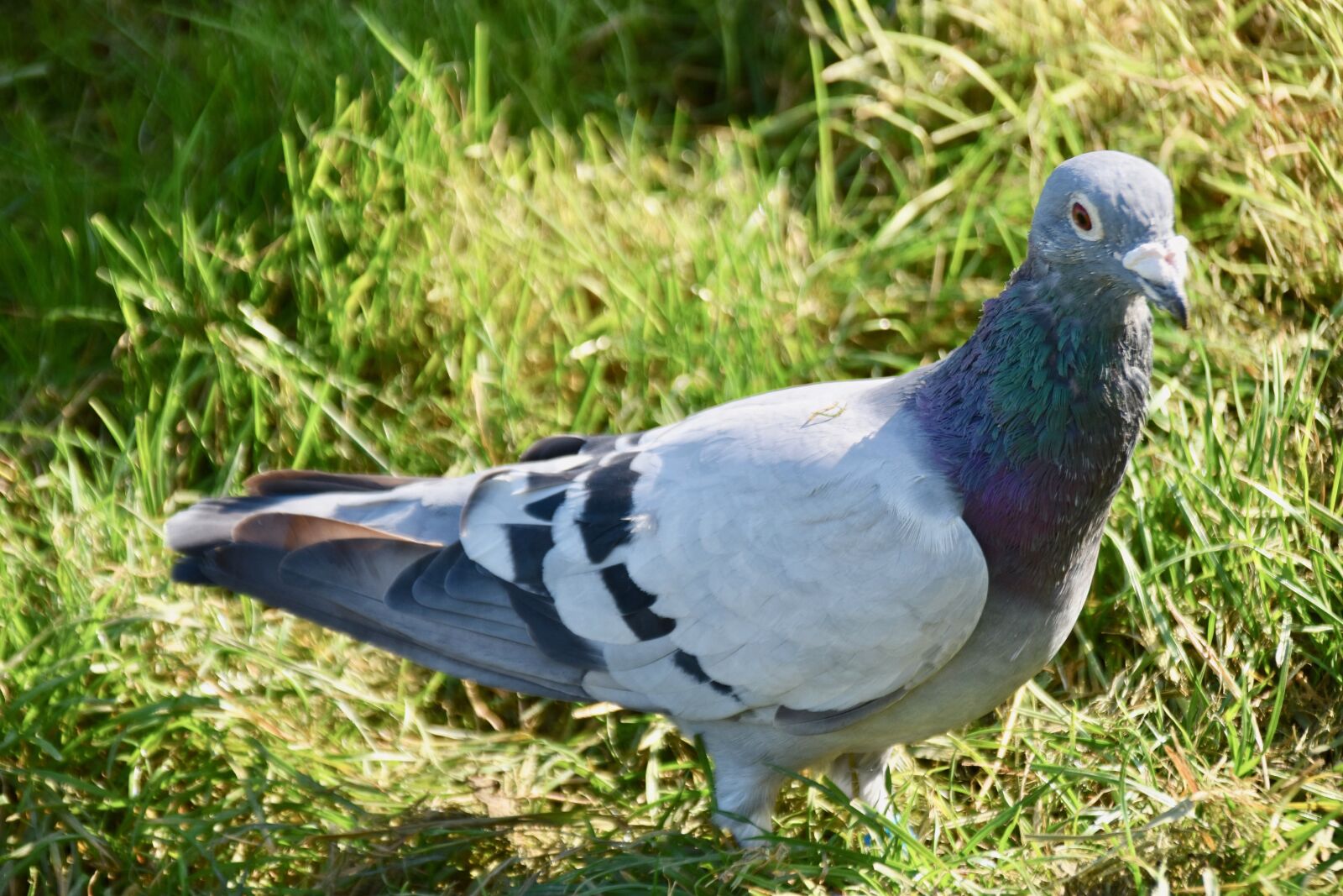 Nikon D5600 sample photo. Pigeon, homing pigeon, bird photography