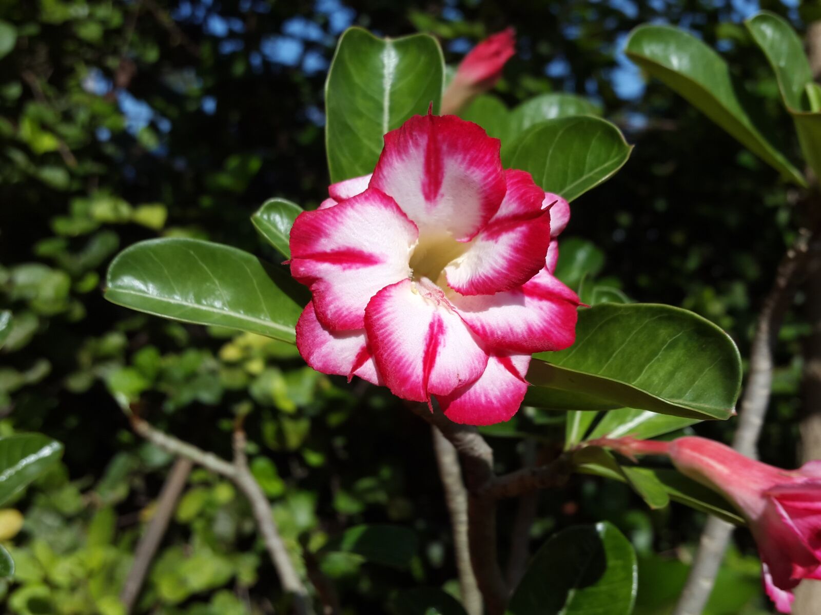 Samsung Galaxy S5 sample photo. Flower, white, pink photography