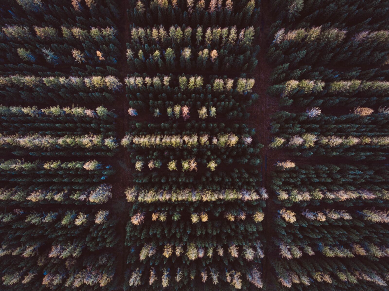 DJI FC330 sample photo. Forest, wood, nature photography