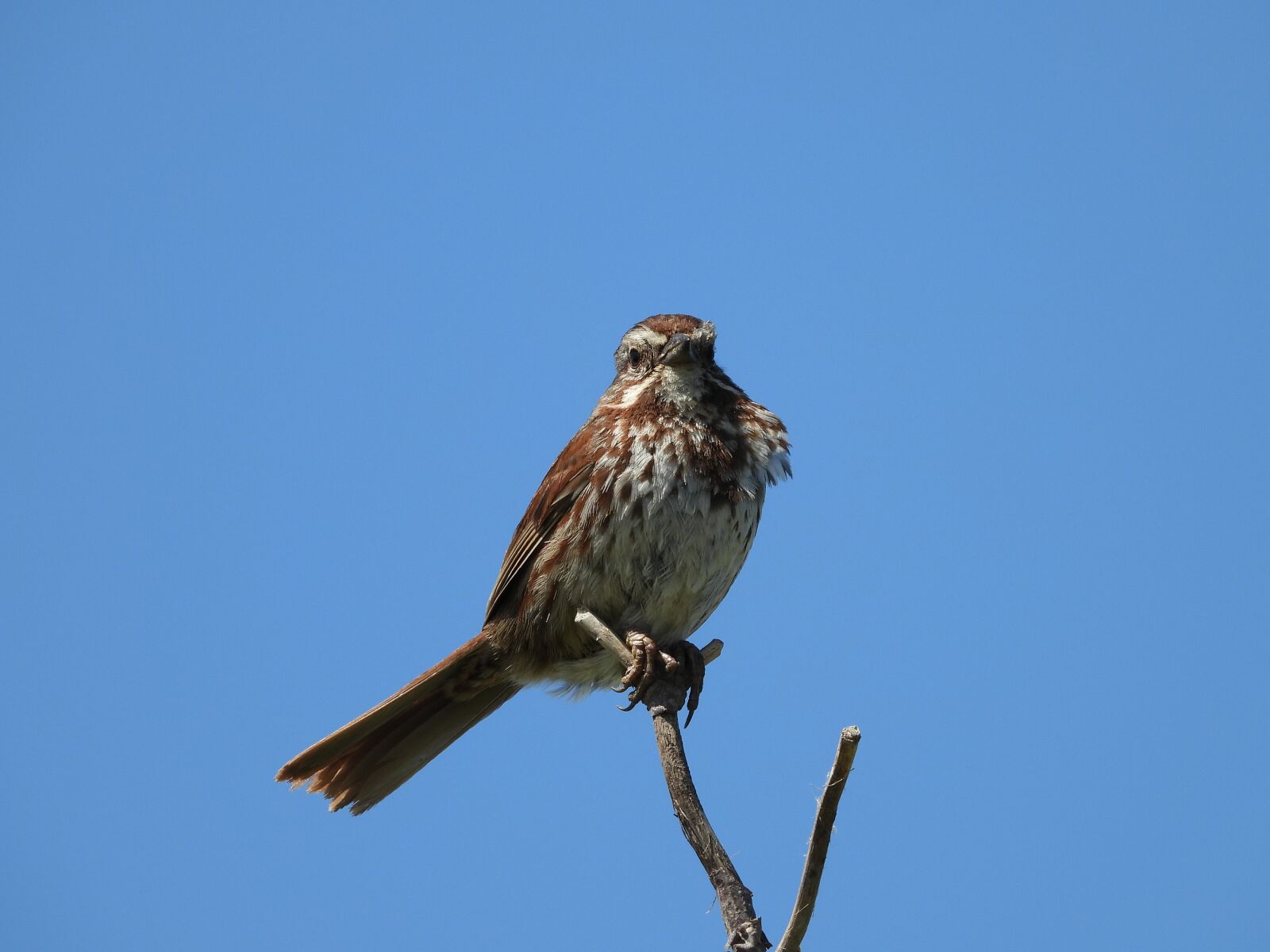 Nikon Coolpix P1000 sample photo. Song sparrow, bird, sing photography