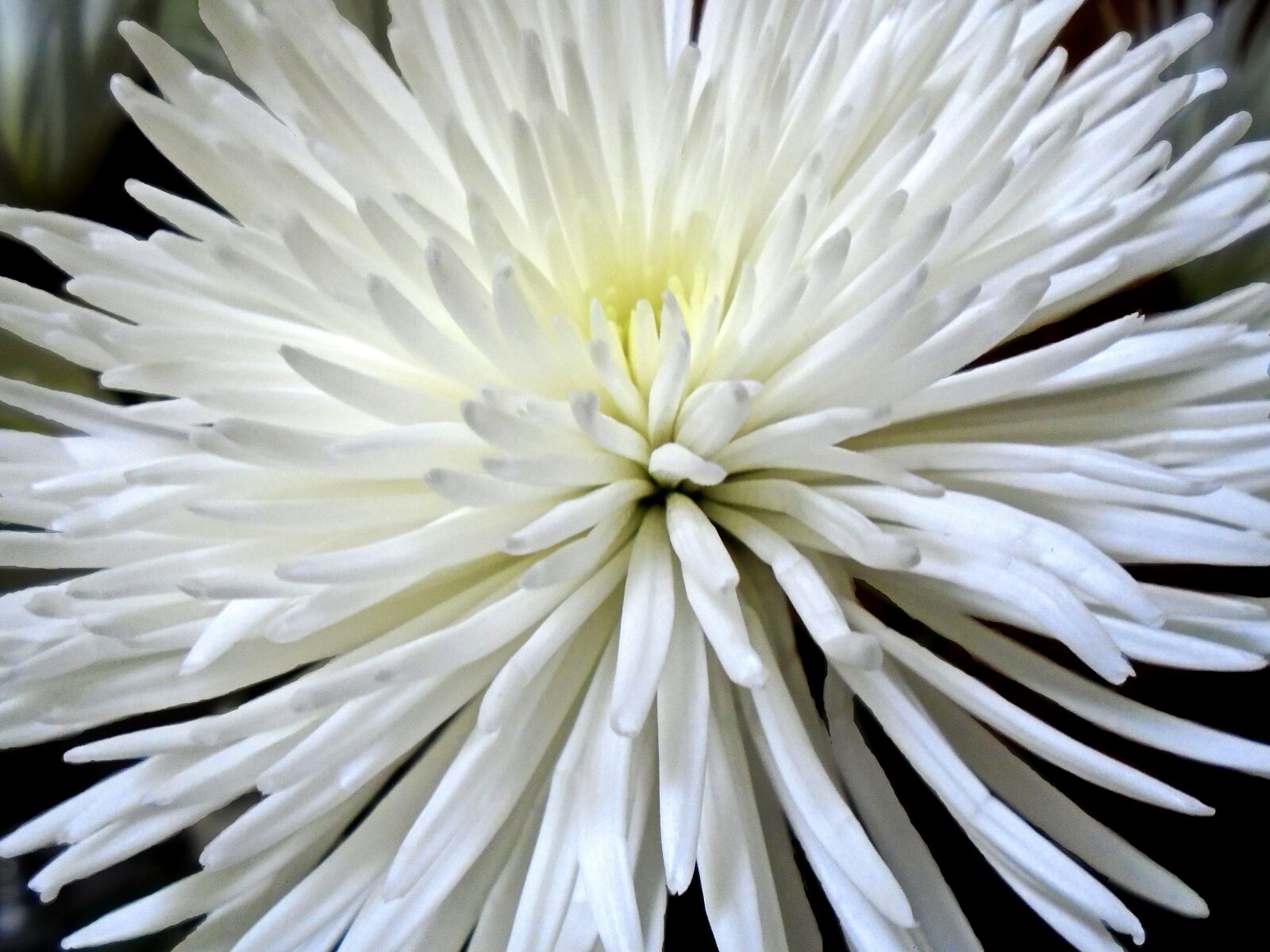 Sony Cyber-shot DSC-W800 sample photo. Chrysanthemum, spider mum, flower photography