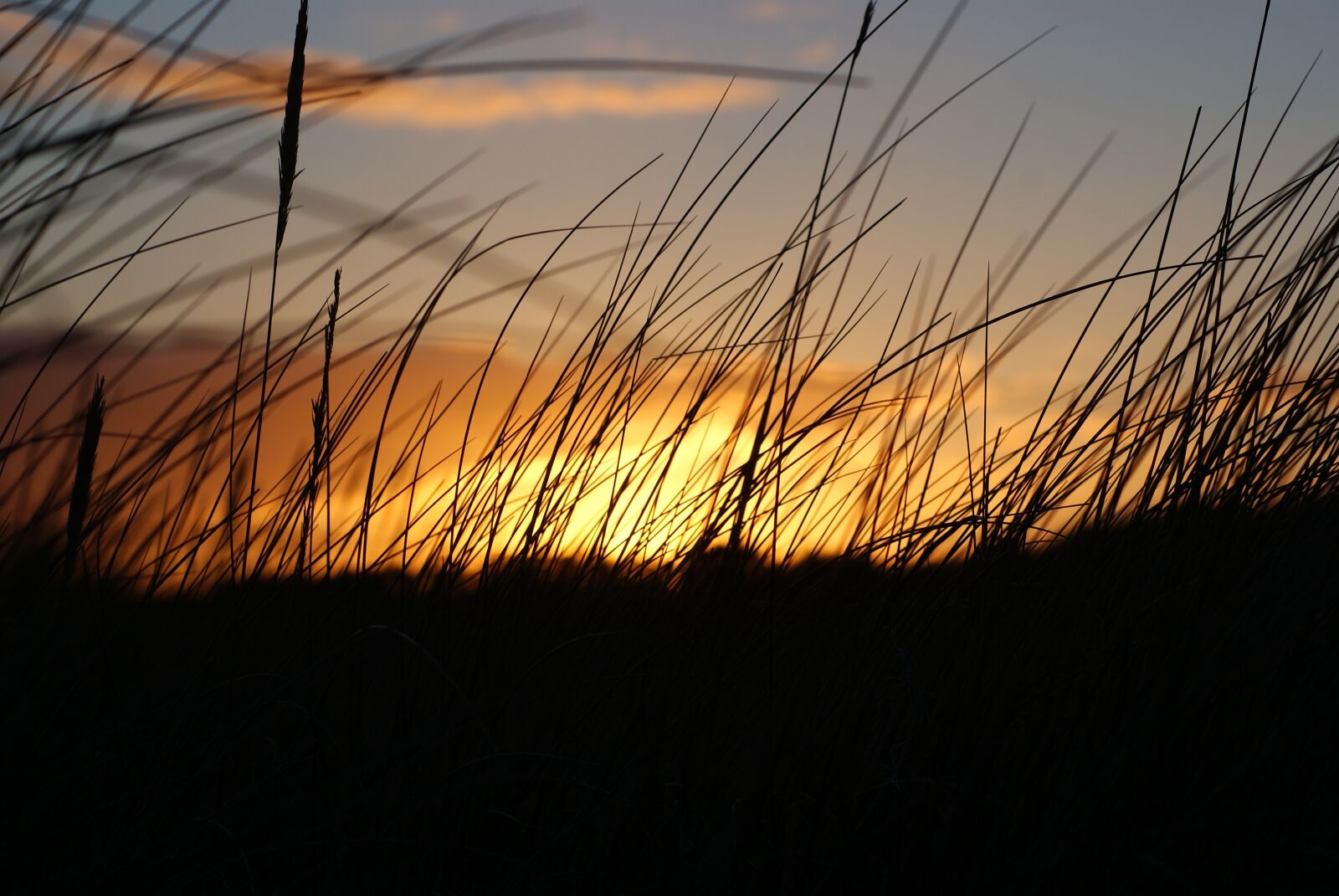 Sony Alpha DSLR-A230 sample photo. Sunset, silhouette, wild grass photography