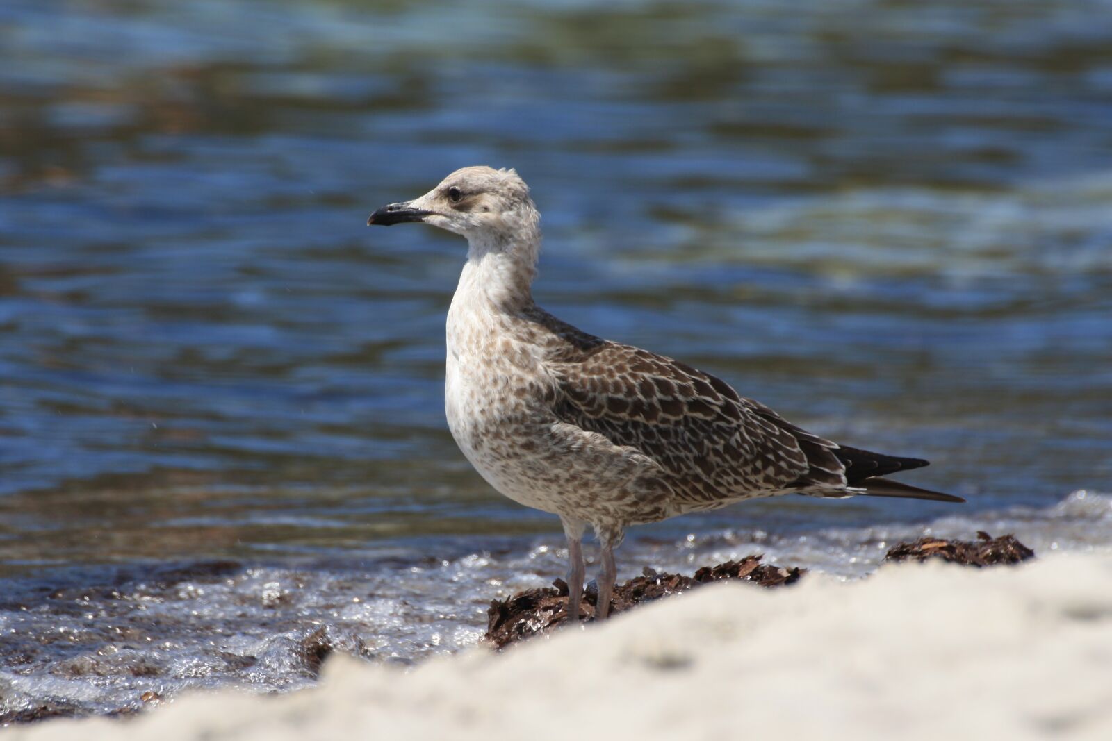 Canon EOS 1000D (EOS Digital Rebel XS / EOS Kiss F) sample photo. Seagull, beach, seaweed photography
