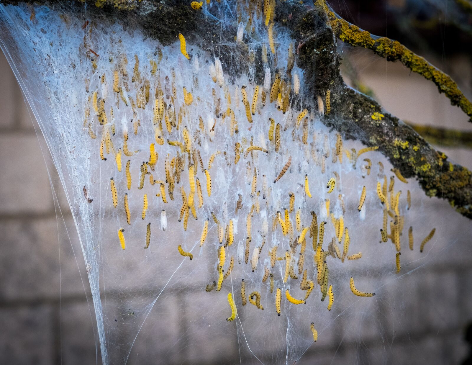 Fujifilm X-T2 + Fujifilm XF 56mm F1.2 R sample photo. Larvae, insects spiders, grow photography