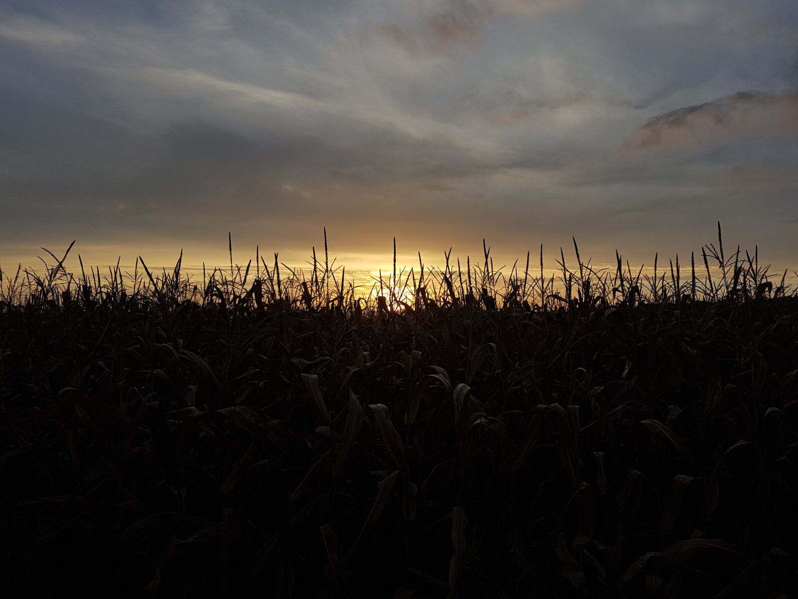Samsung Galaxy S7 Edge sample photo. Corn, nature, sun photography