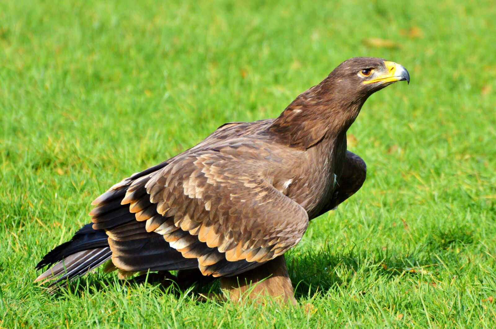 Nikon D3200 sample photo. Adler, bird of prey photography
