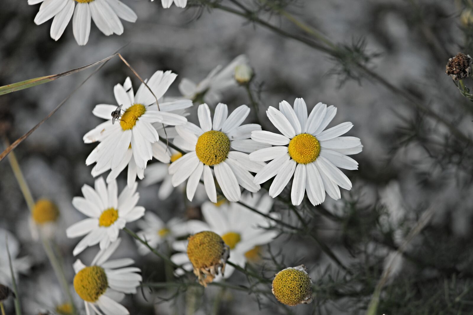 Canon EOS 1100D (EOS Rebel T3 / EOS Kiss X50) sample photo. Chamomile, chamomile blossoms, medicinal photography