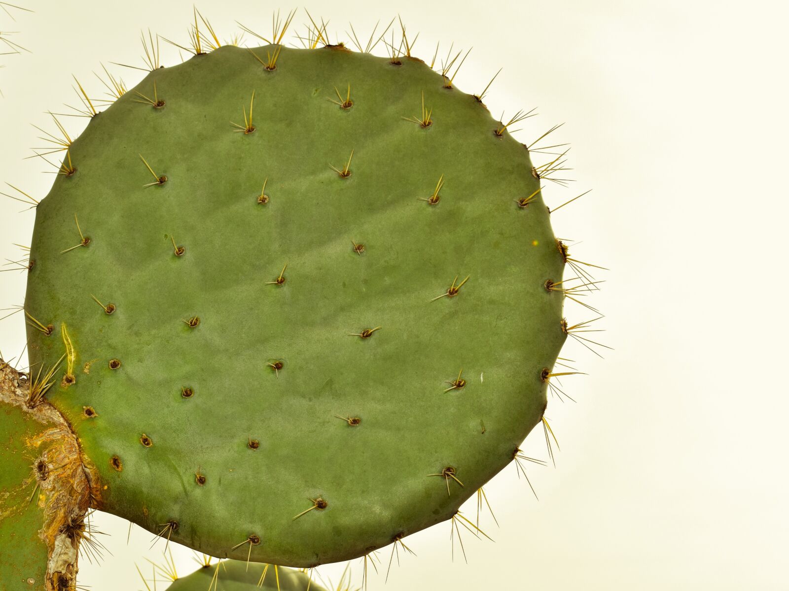 Nikon D3300 sample photo. Cactus, plant, nature photography