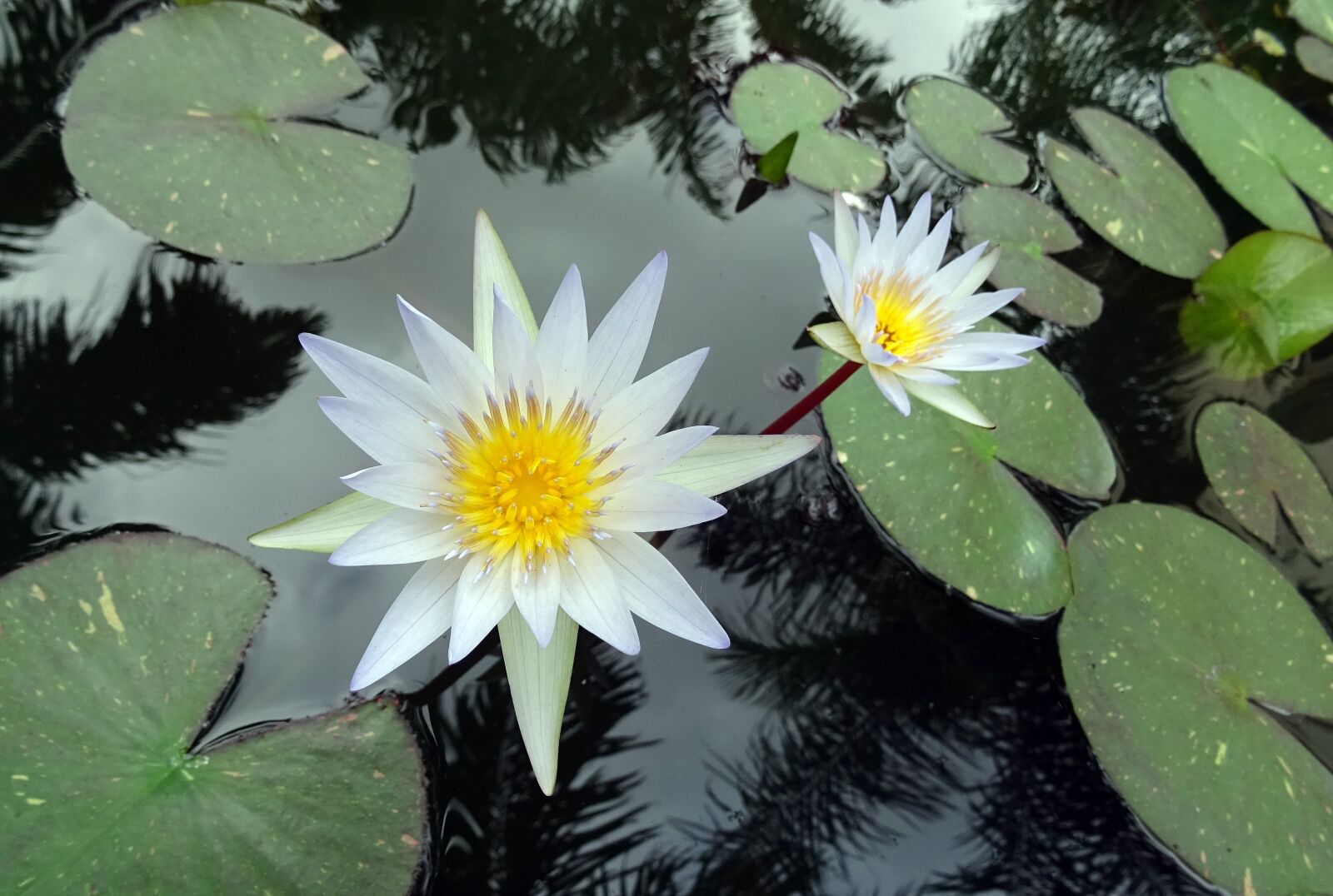 Sony DSC-HX60V sample photo. Lily, water lily, white photography
