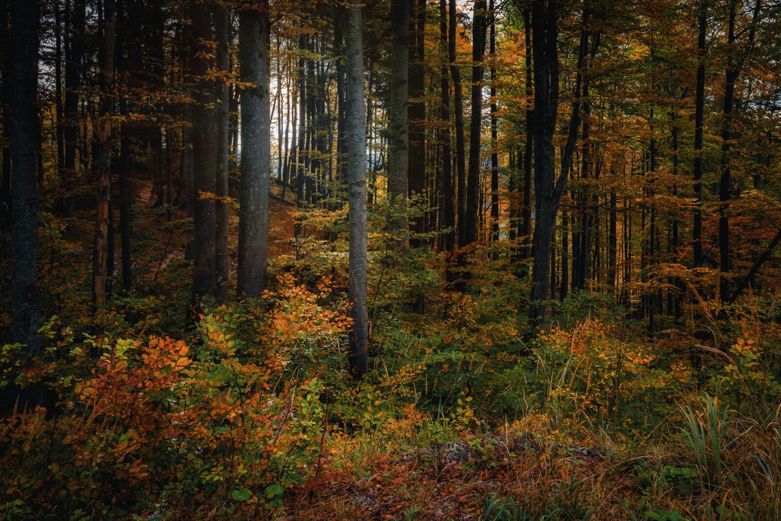 Nikon D7100 sample photo. Forest, autumn, nature photography