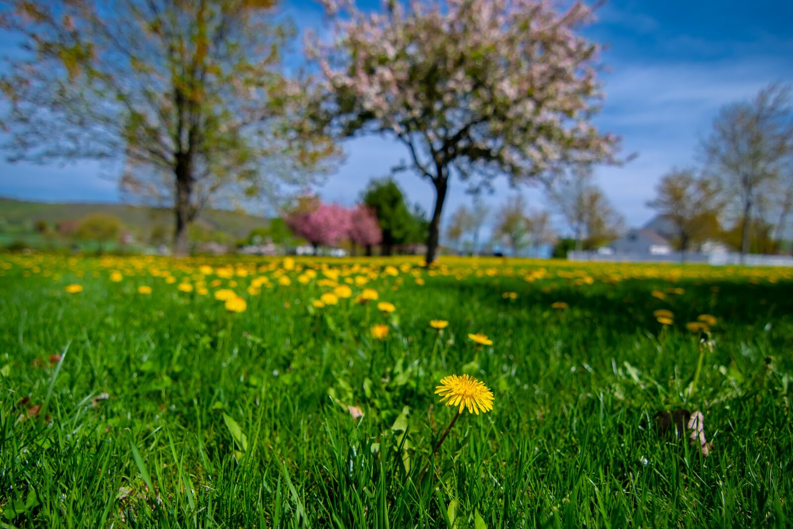 Nikon D500 sample photo. Lawn, dandelion, green photography