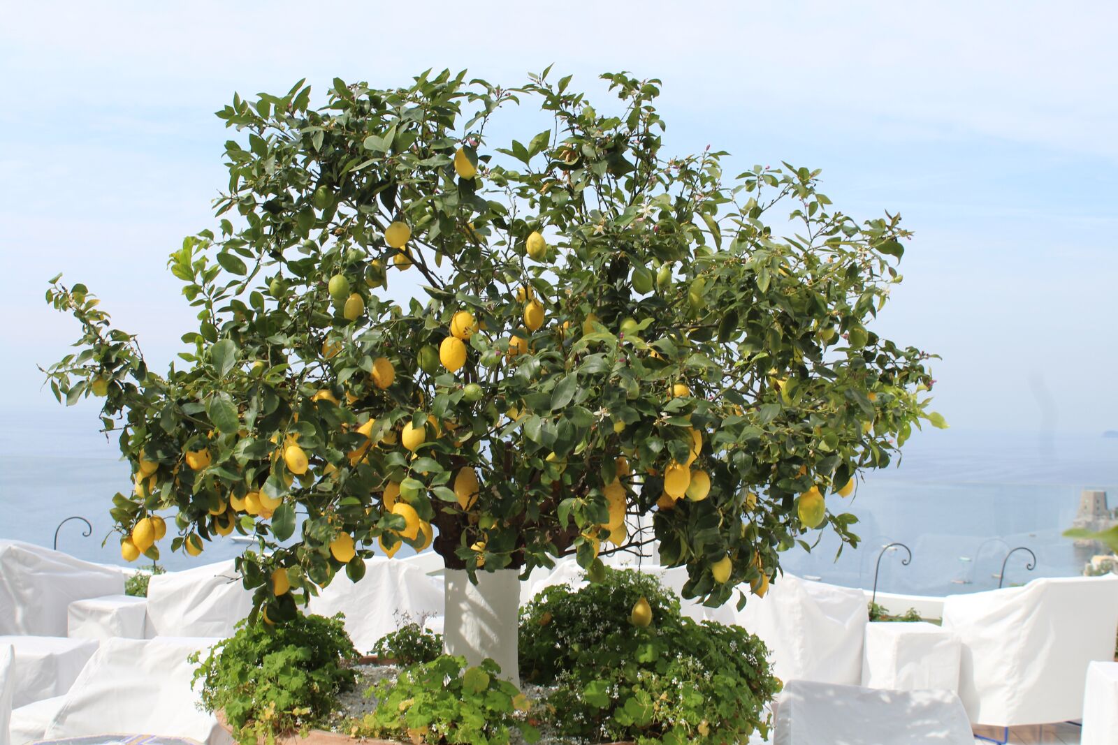 Canon EOS 1300D (EOS Rebel T6 / EOS Kiss X80) sample photo. Lemon, tree, amalfi photography