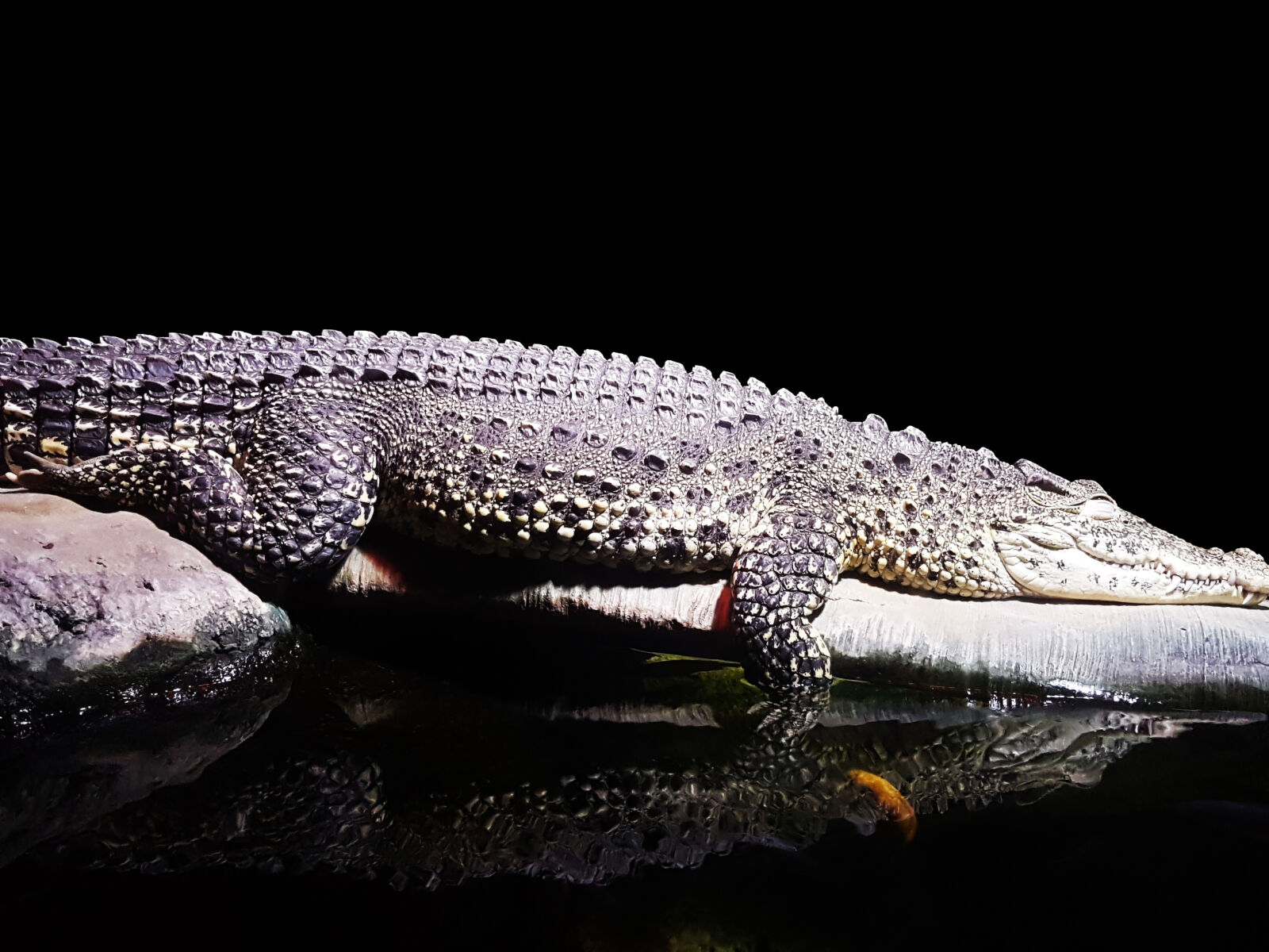 Samsung Galaxy S7 Edge Rear Camera sample photo. Black, crocodile photography