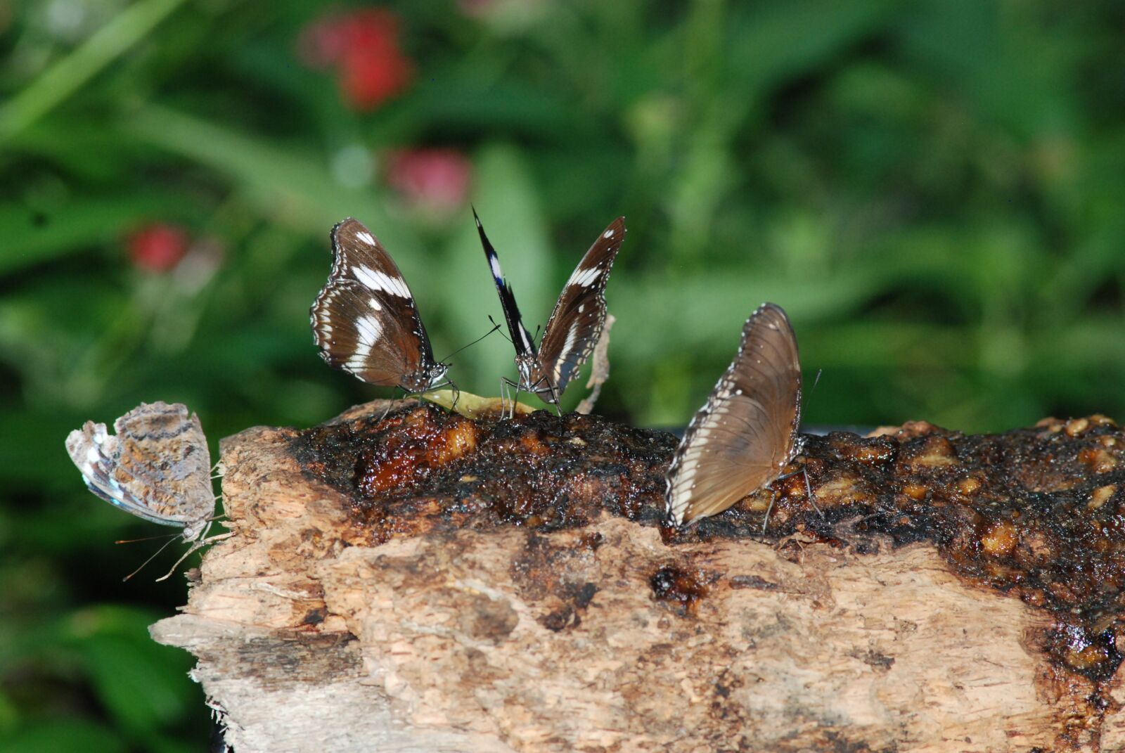 Nikon D80 sample photo. Butterflies, four, brown photography