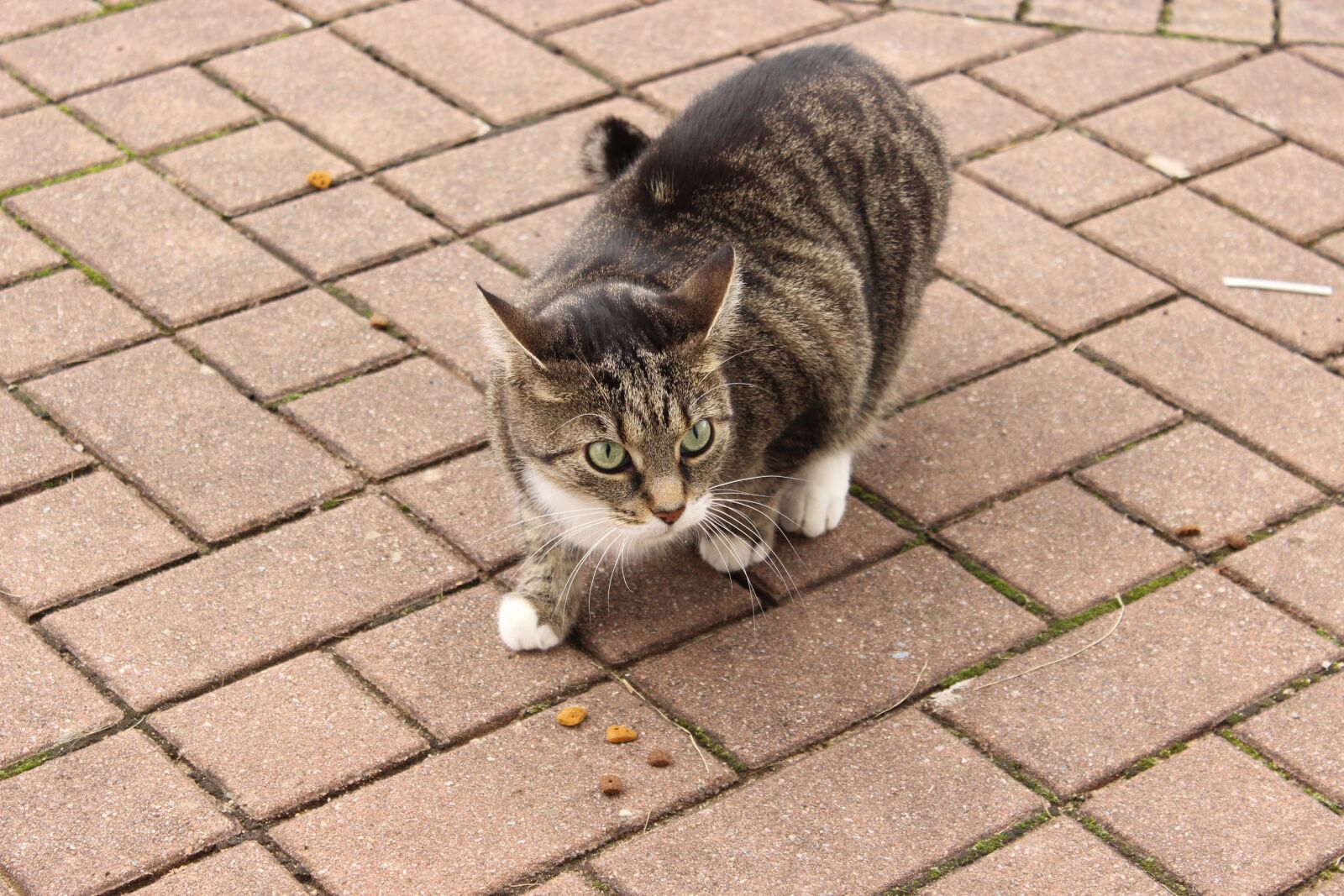 Canon EOS 600D (Rebel EOS T3i / EOS Kiss X5) sample photo. Cat, sweet, pet photography