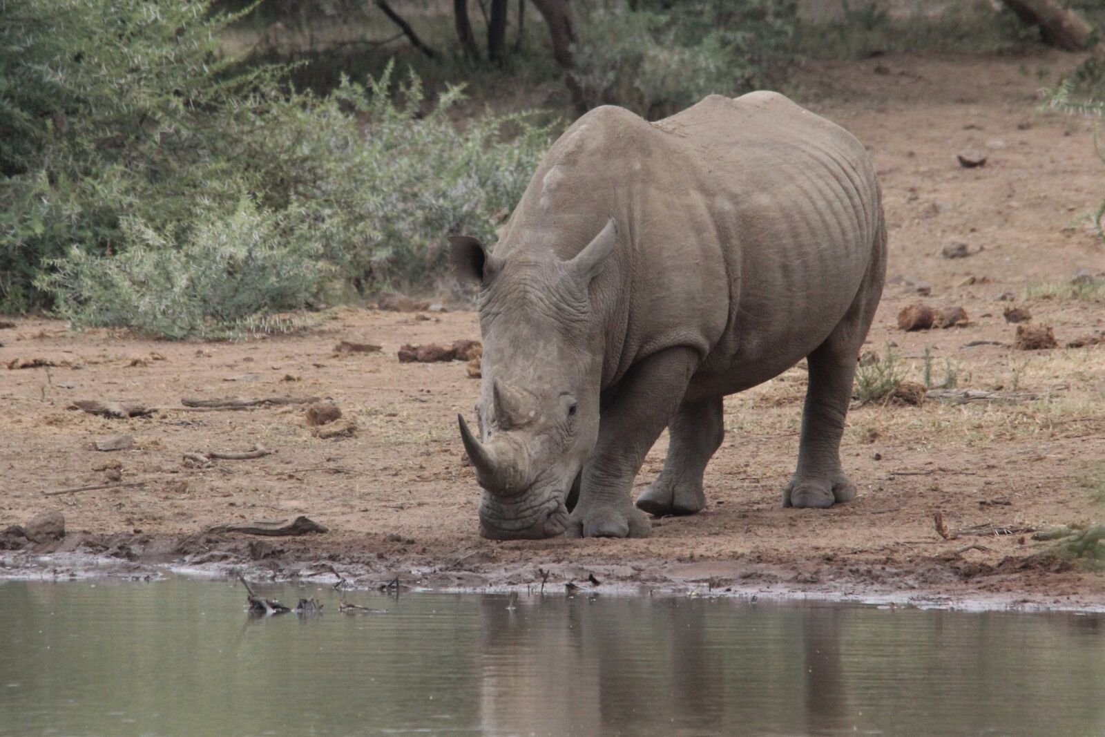 Canon EOS 60D sample photo. White rhino, drinking, water photography