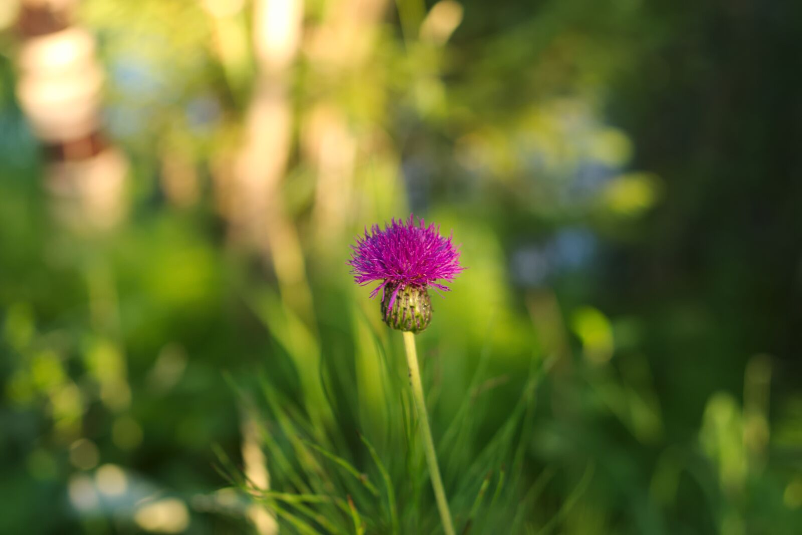 Pentax K-70 sample photo. Nature, green, flower photography