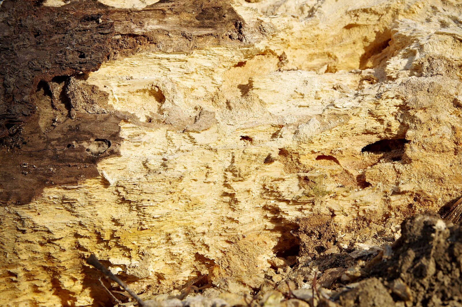 Pentax K-S2 sample photo. The texture of the photography