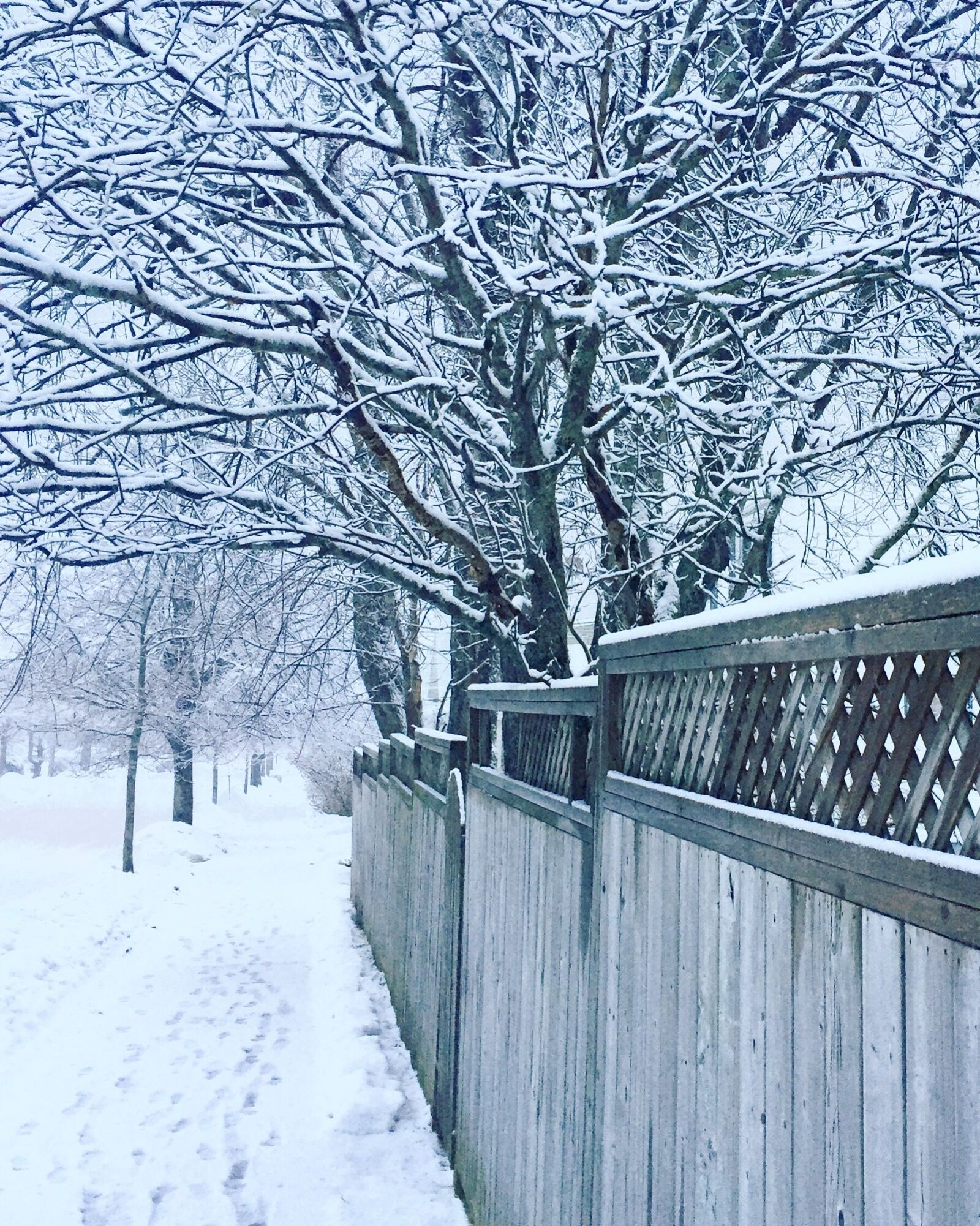 Apple iPhone 6 sample photo. Winter, trees, snow photography