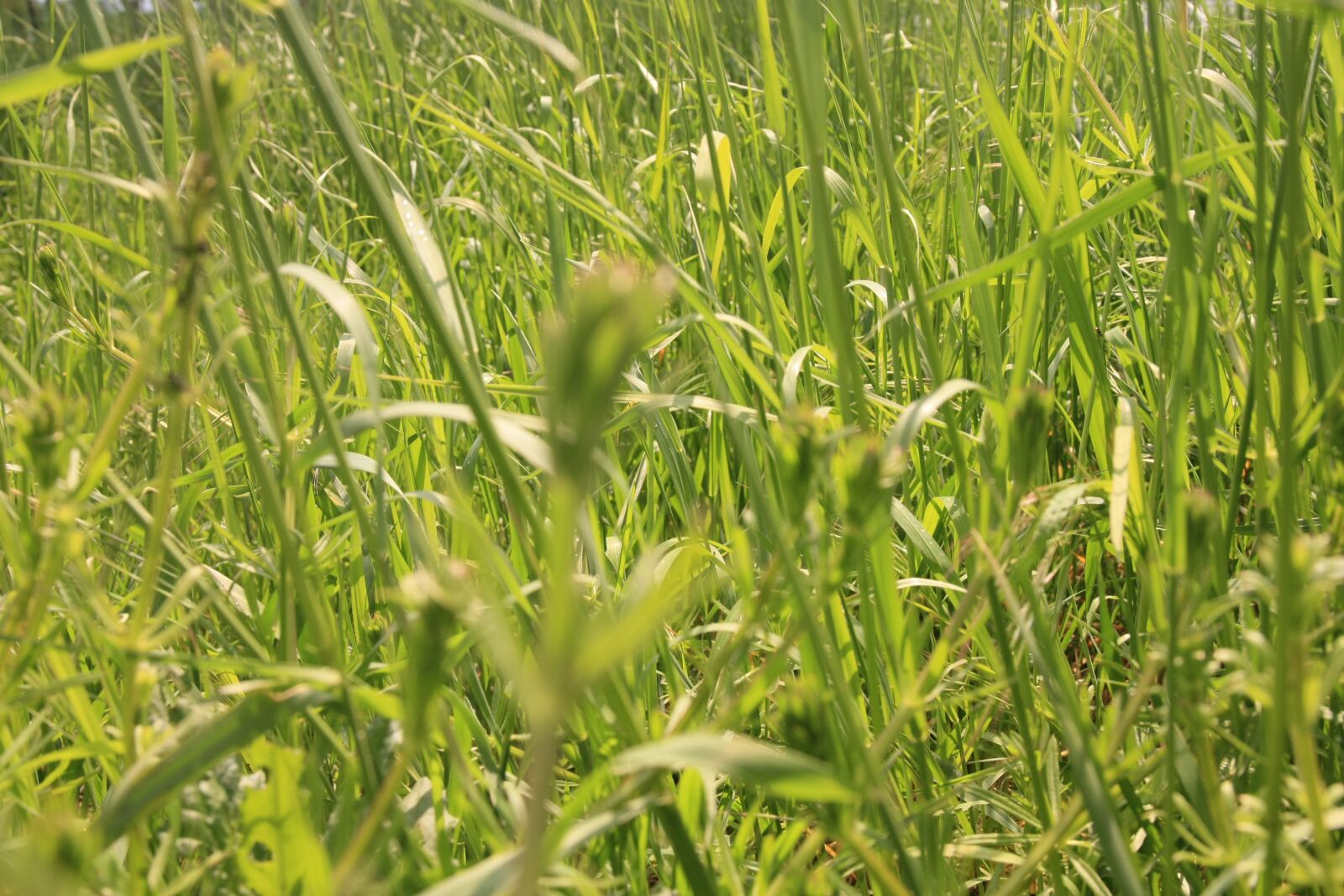Canon EOS 450D (EOS Rebel XSi / EOS Kiss X2) sample photo. Field, lawn, plant photography