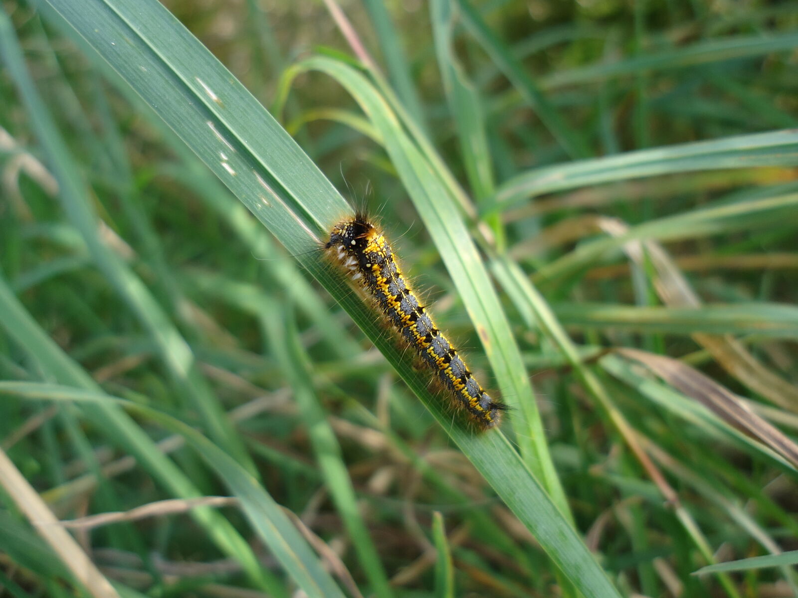 Sony Cyber-shot DSC-W610 sample photo. Caterpillar, grass photography