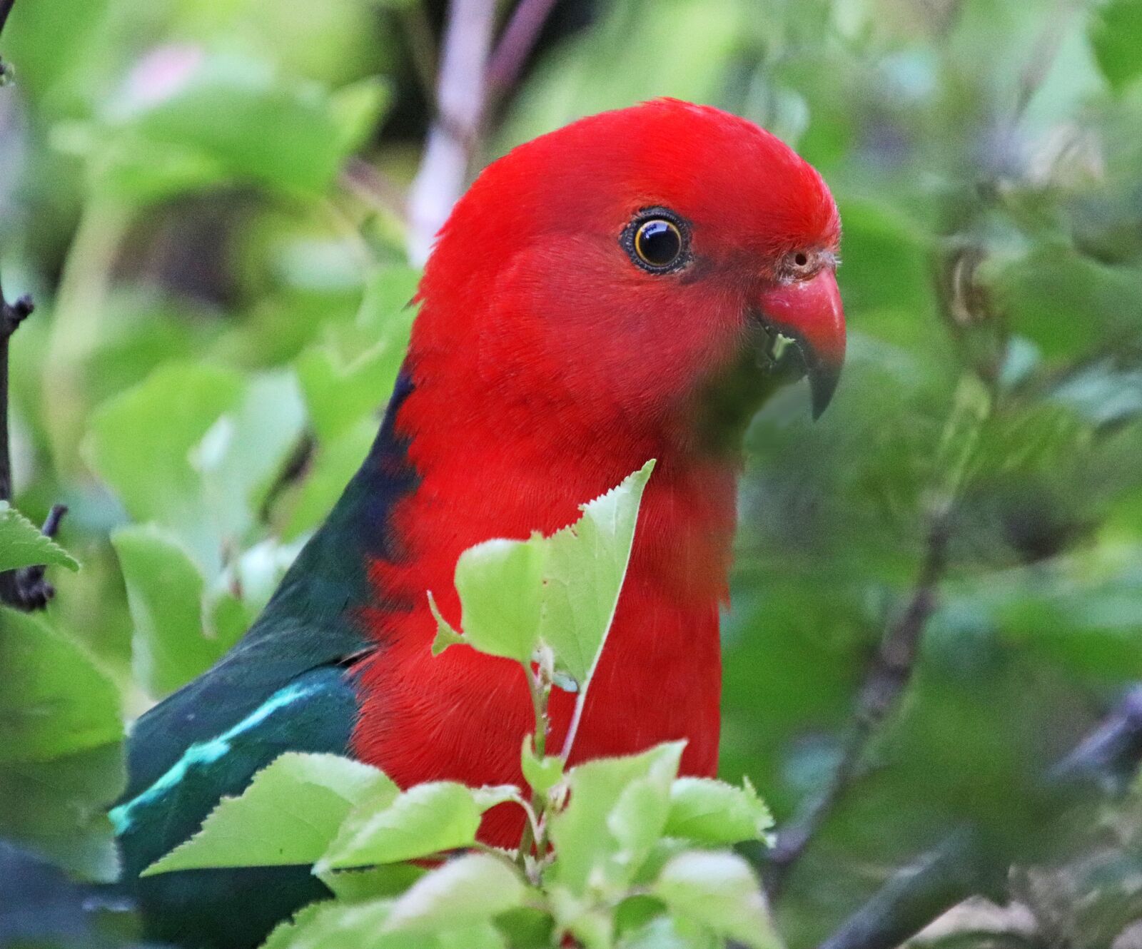 Canon EOS 800D (EOS Rebel T7i / EOS Kiss X9i) sample photo. Bird, australian, king parrot photography