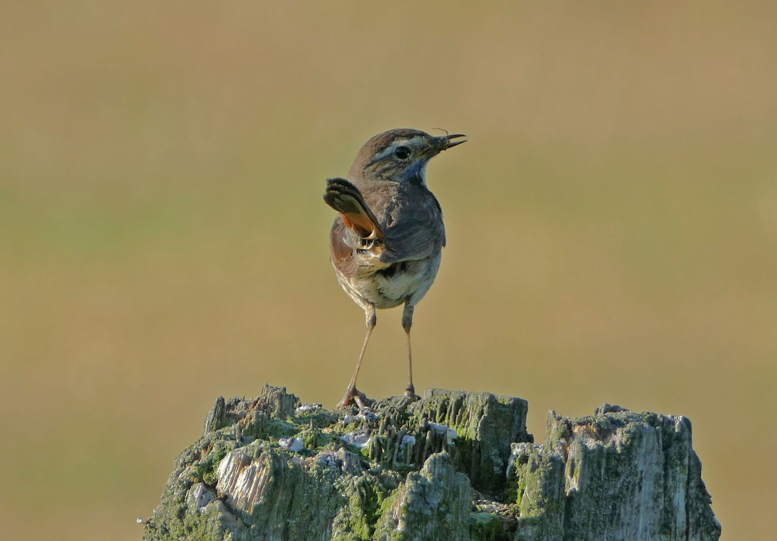 Panasonic Lumix DMC-FZ1000 sample photo. Bluethroat, bird, nature photography