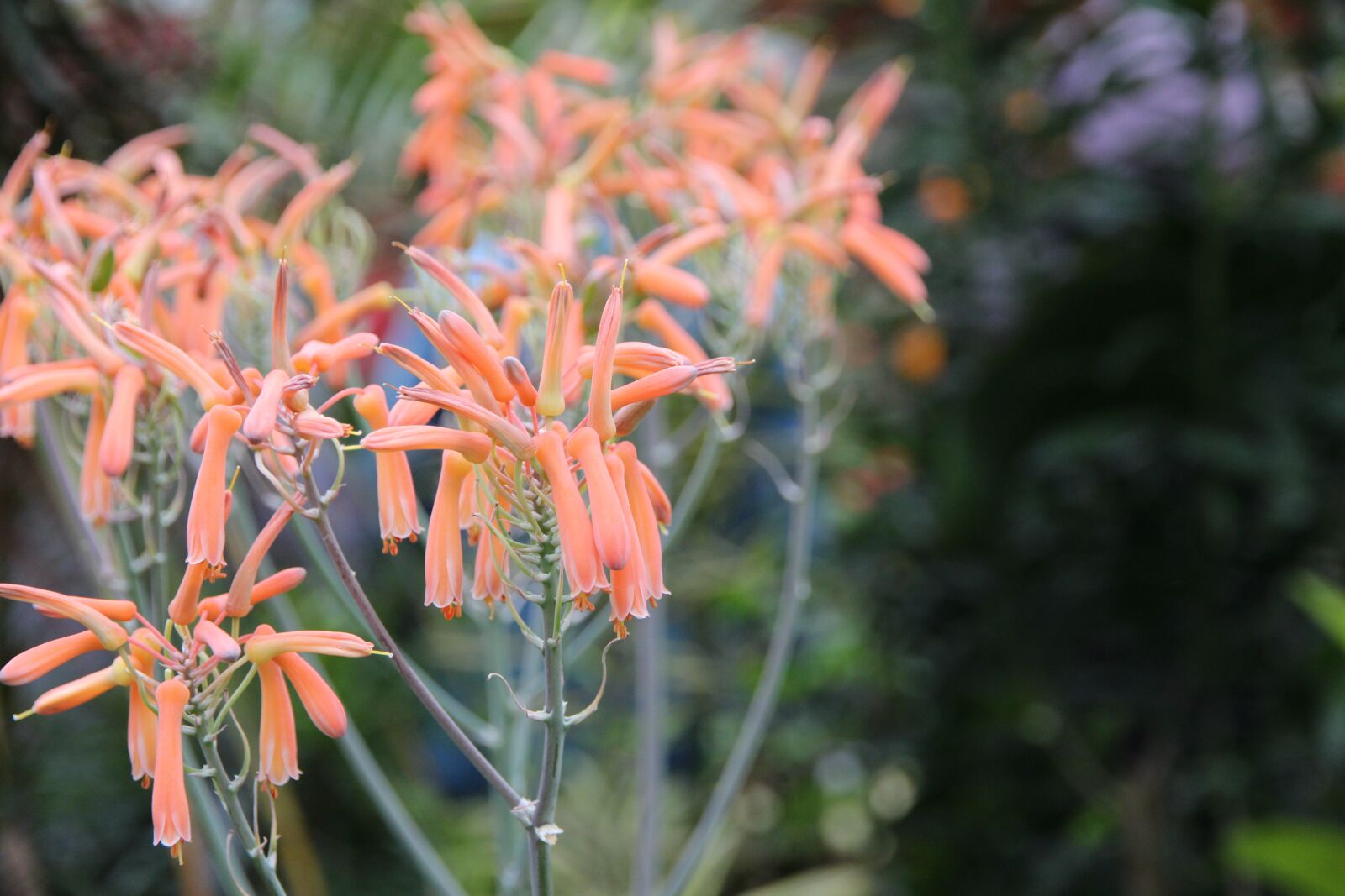 Canon EOS 650D (EOS Rebel T4i / EOS Kiss X6i) sample photo. Aloe, aloe striata, aloe photography