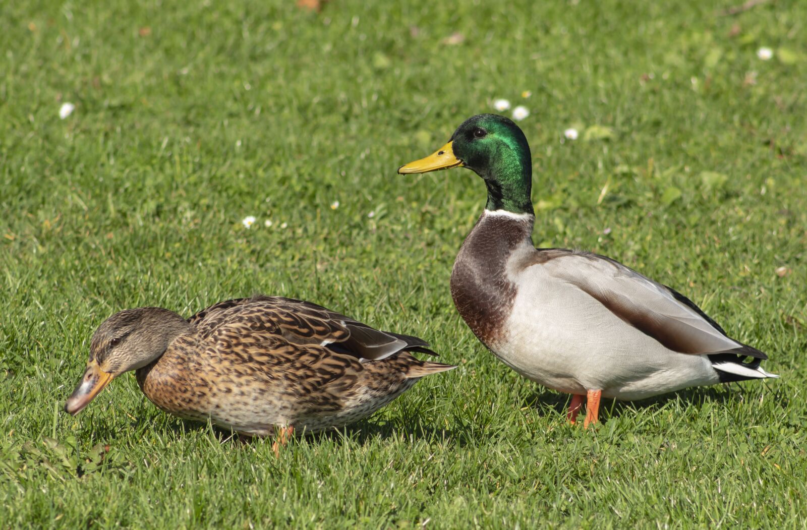 Canon EOS 1300D (EOS Rebel T6 / EOS Kiss X80) sample photo. Wild ducks, duck, water photography