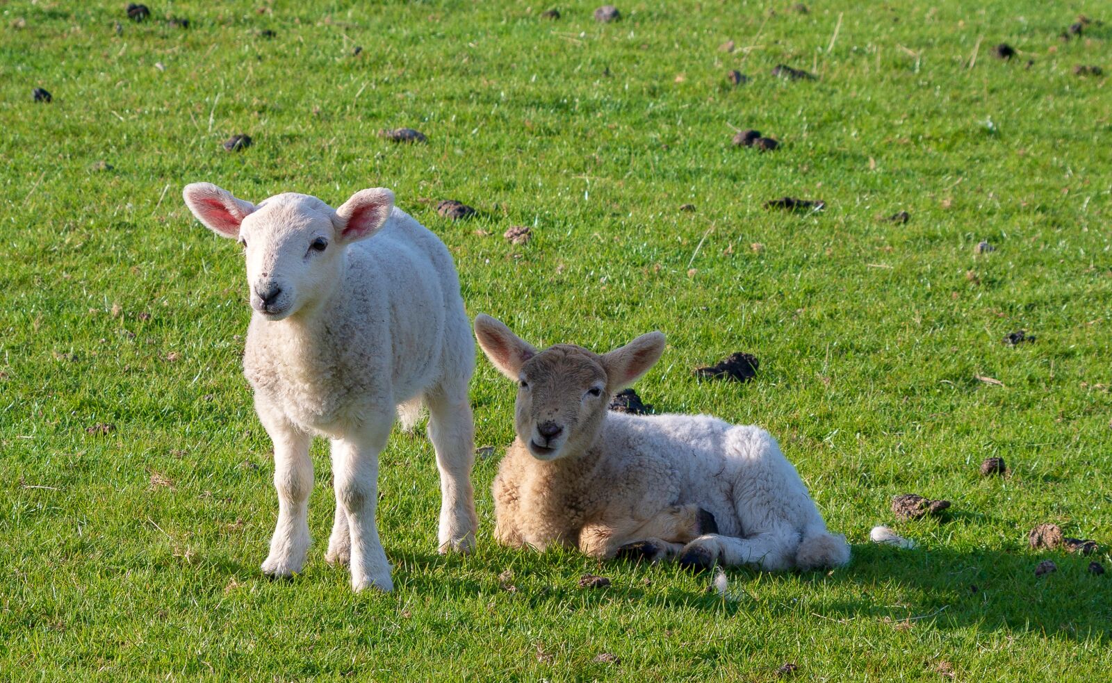 HD Pentax DA 55-300mm F4.0-5.8 ED WR sample photo. Lambs, animals, sheep photography