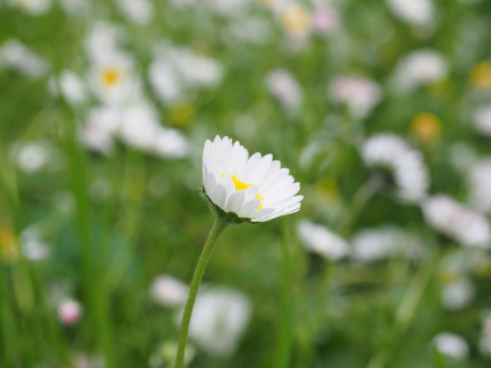 Olympus OM-D E-M1 + Olympus M.Zuiko Digital ED 12-40mm F2.8 Pro sample photo. Daisy, flower, blossom photography
