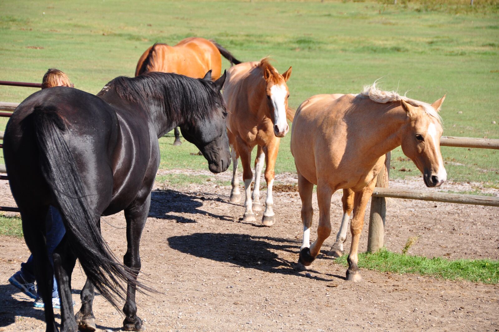 Nikon D90 sample photo. Equine, connection photography