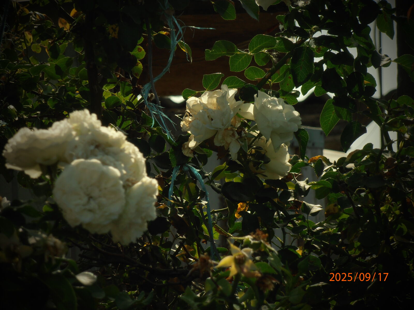 Olympus VR320,D725 sample photo