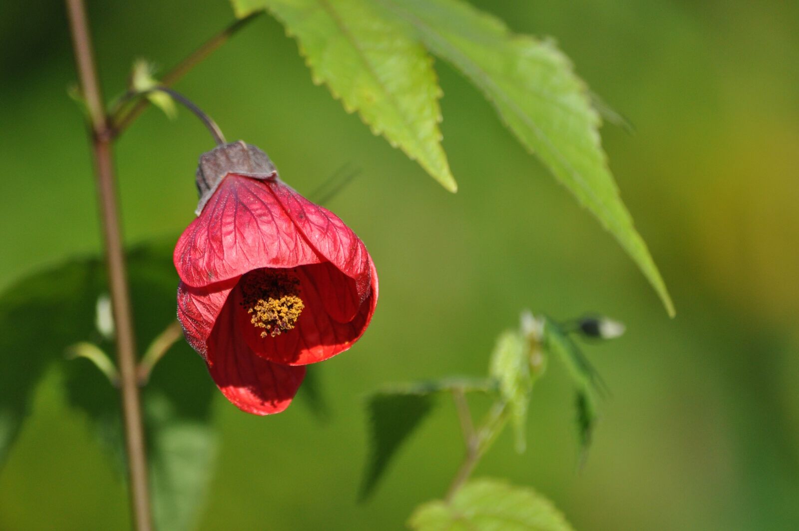 Nikon D5000 sample photo. Nature, leaf, plant photography
