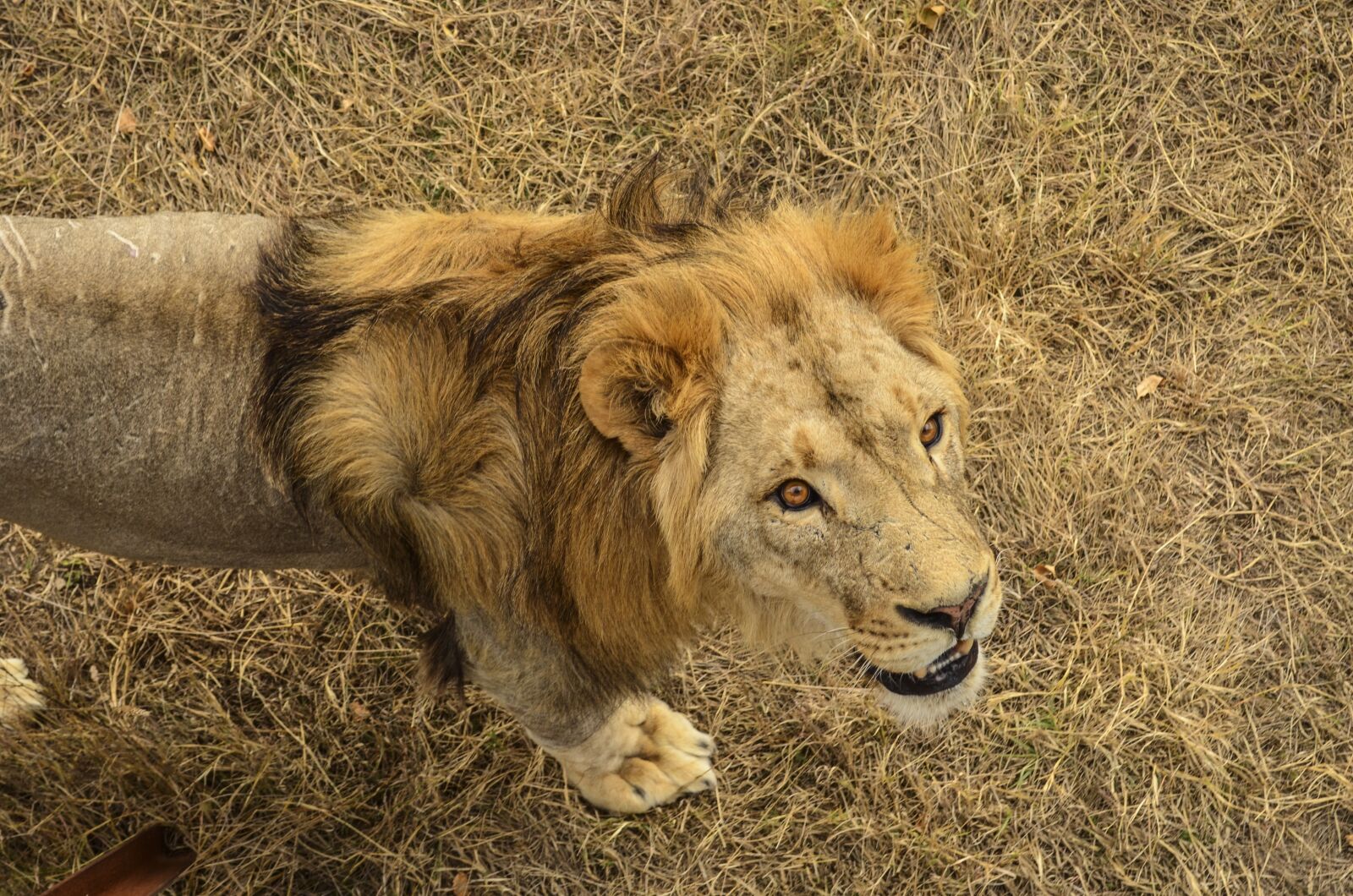 Nikon D5100 sample photo. Lion, predator, africa photography