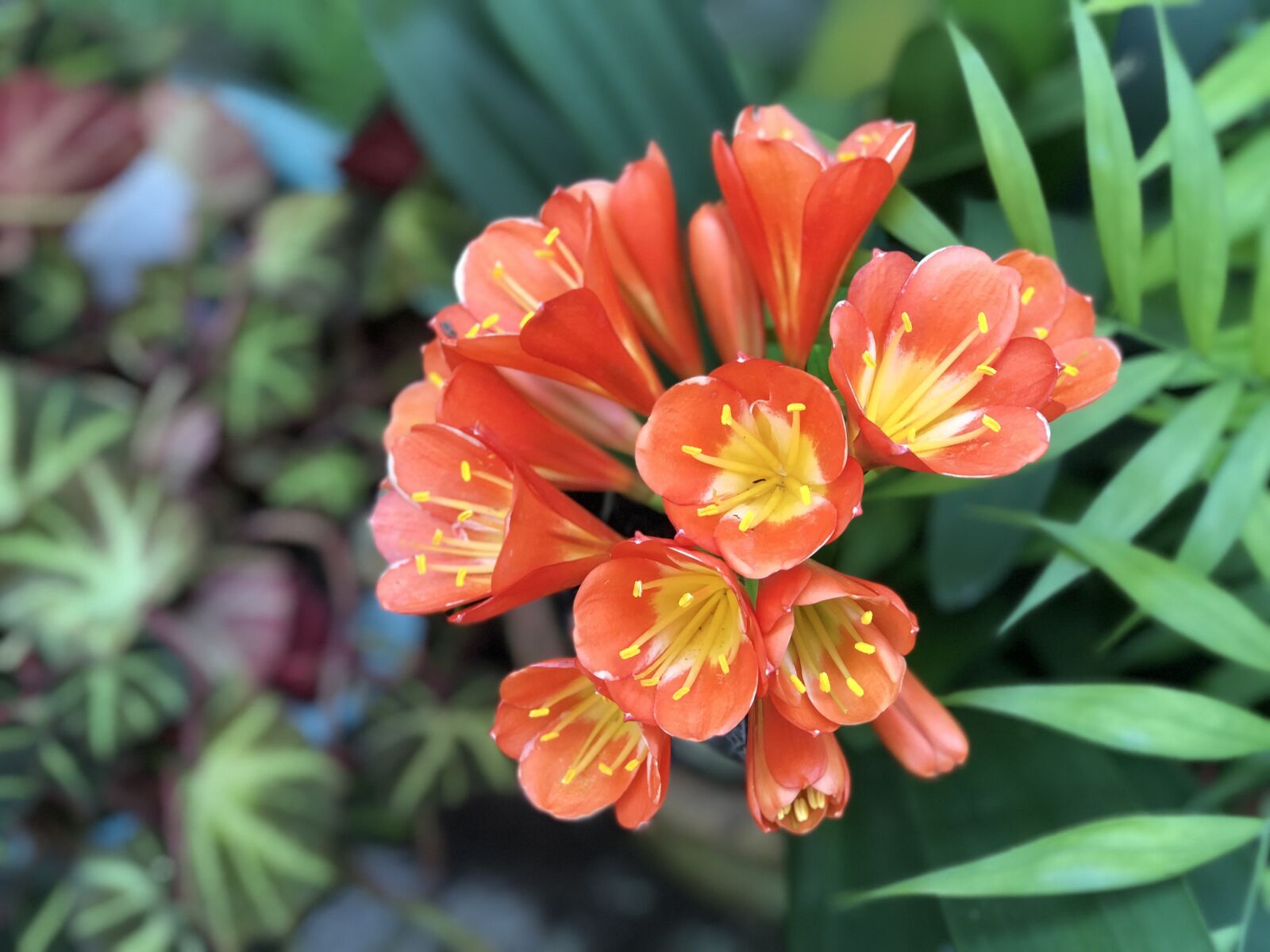 iPhone 8 Plus back dual camera 6.6mm f/2.8 sample photo. Nature, flower, plant photography