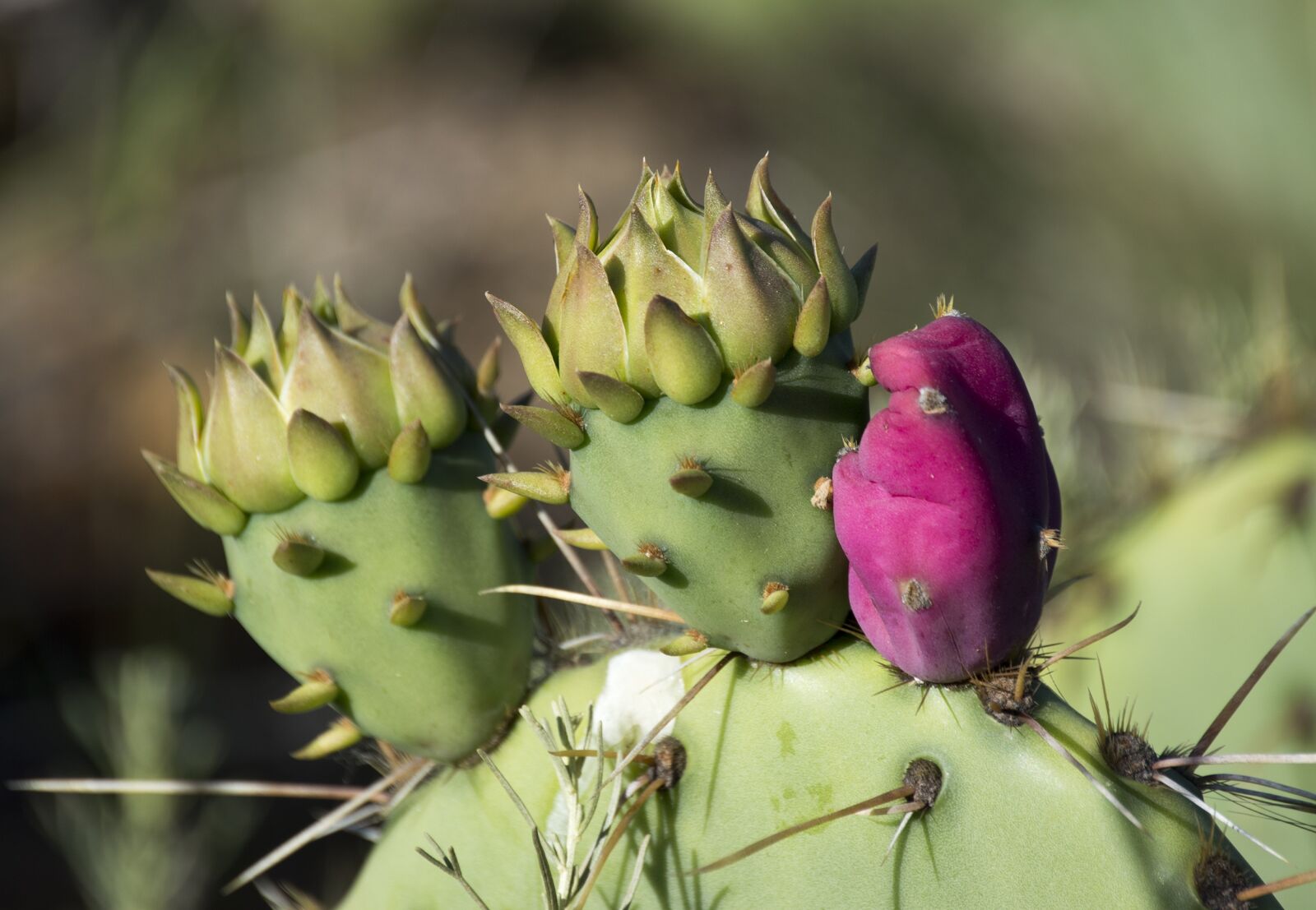 Nikon D3200 sample photo. Cactus, wild, thorns photography