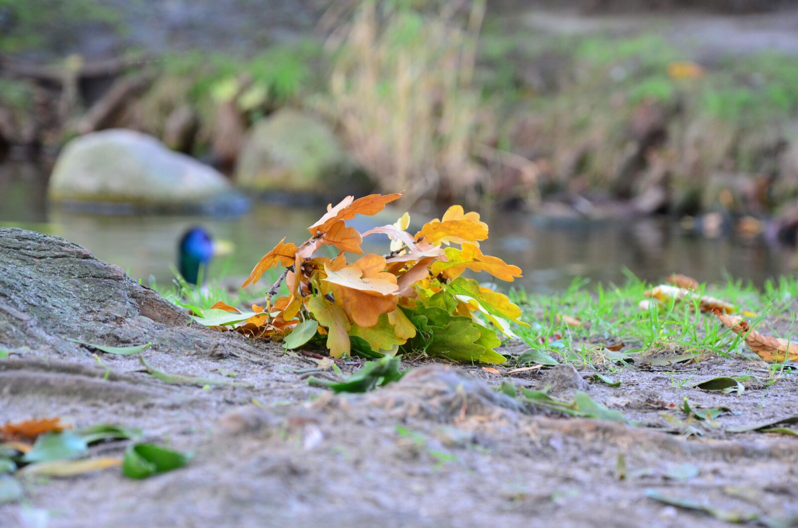 Nikon D5100 sample photo. Autumn, foliage, autumn gold photography