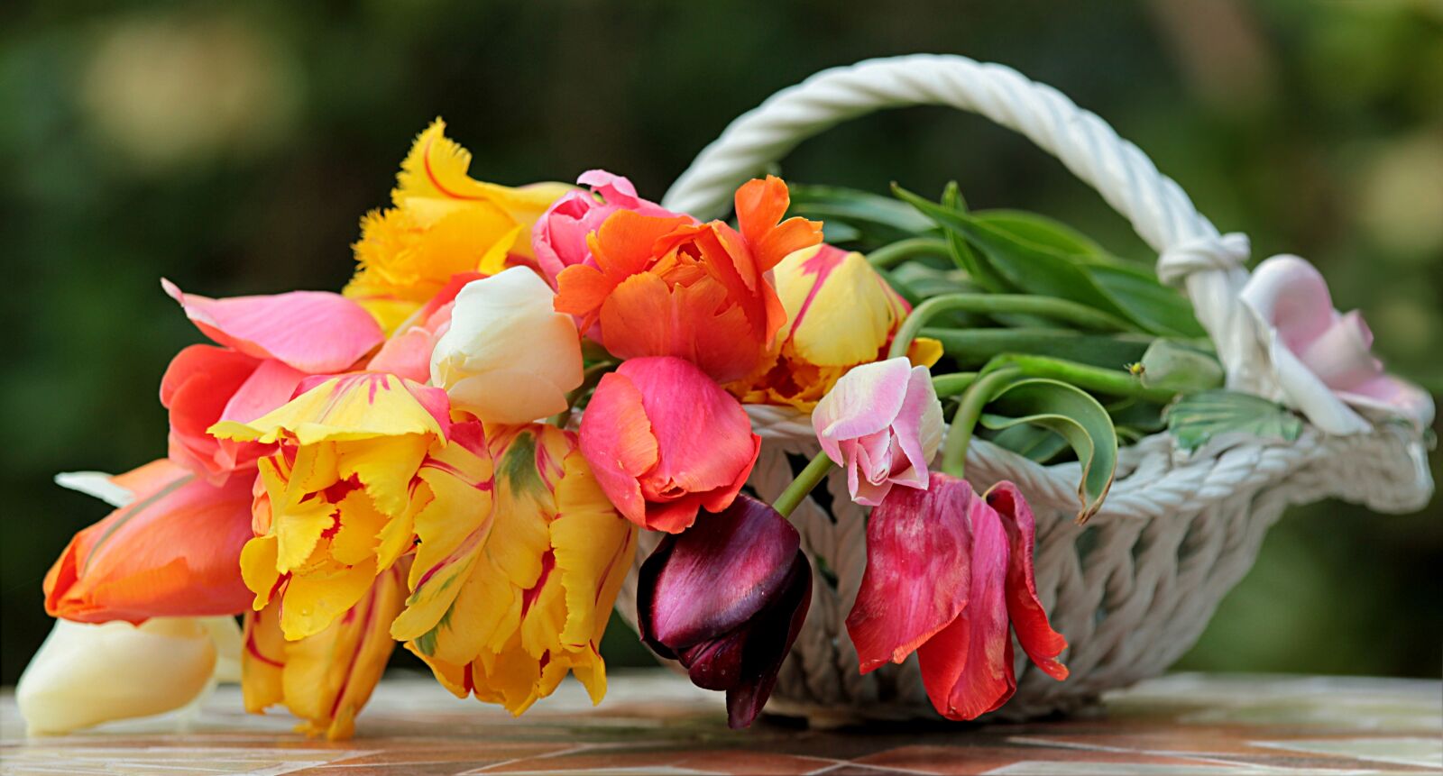Canon EOS 550D (EOS Rebel T2i / EOS Kiss X4) sample photo. Still life, plant, flower photography