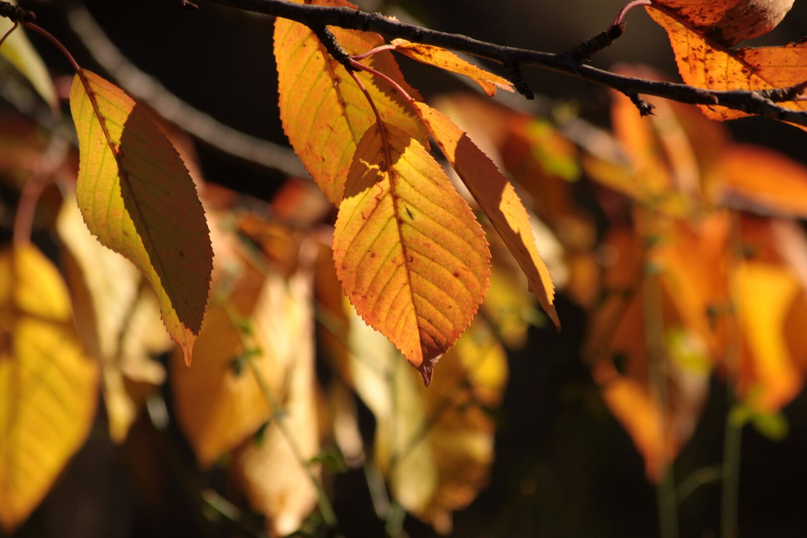 Canon EOS 50D sample photo. Leaves, autumn, nature photography