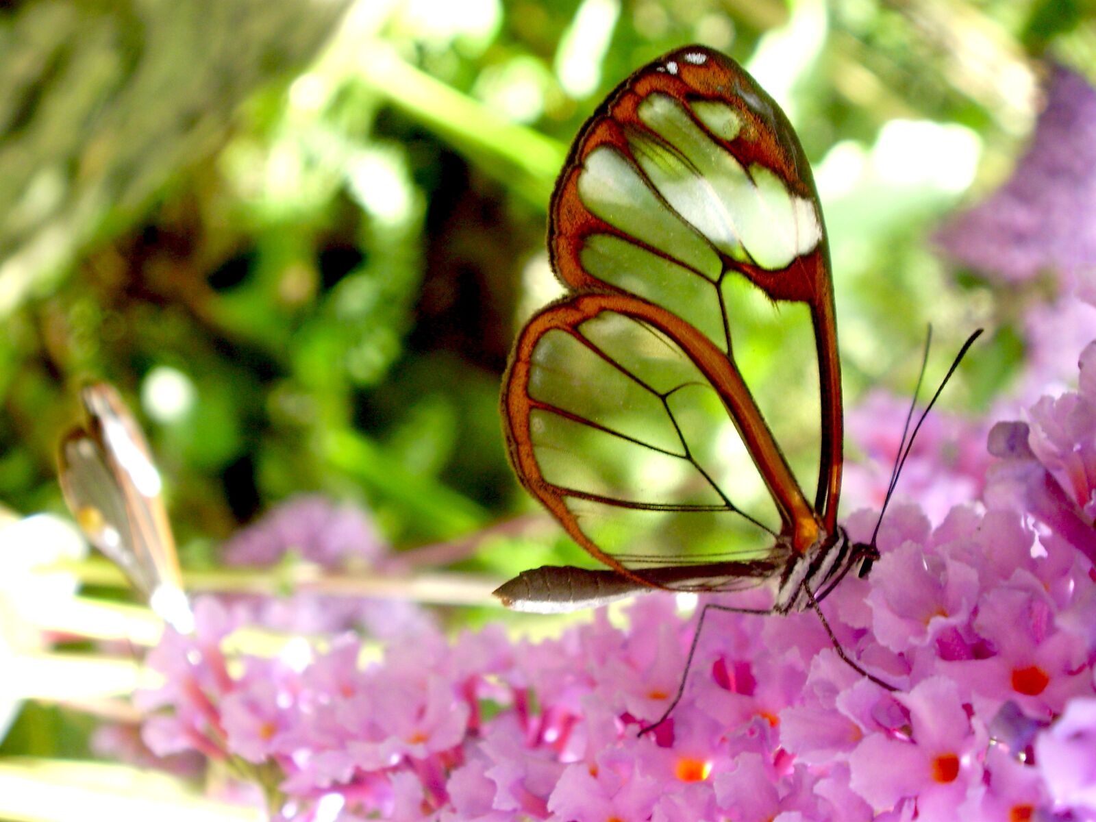 Olympus FE330,X845,C550 sample photo. Butterfly, transparent, warm photography