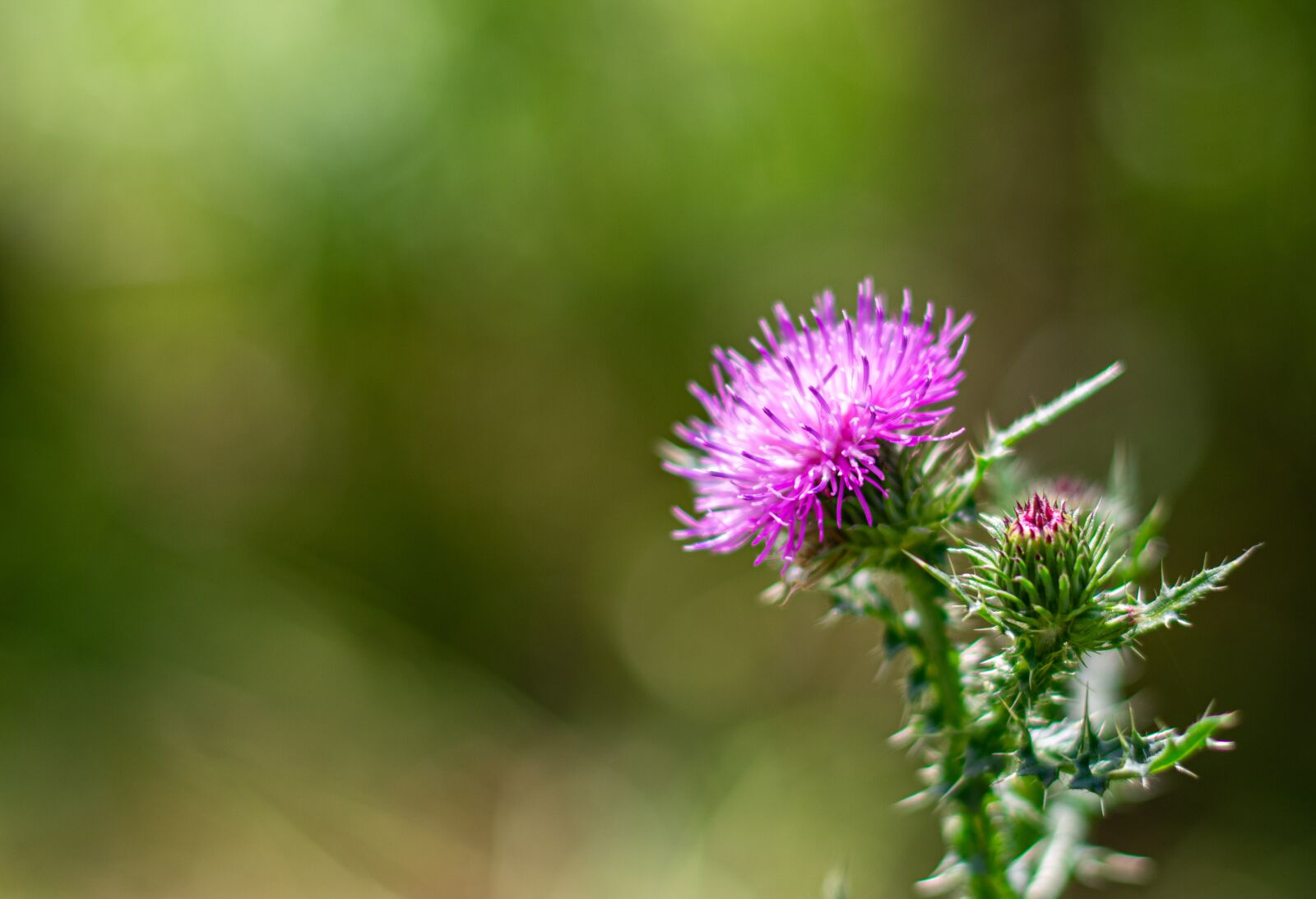 Nikon D3400 sample photo. Nature, leaves, green photography