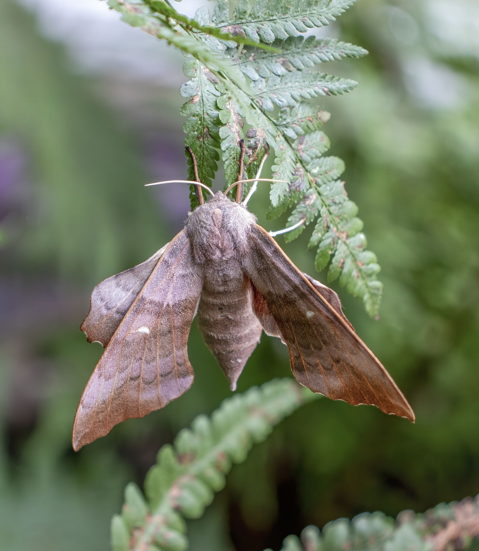 Canon EF-S 18-55mm F4-5.6 IS STM sample photo. Poplar-hawk-moth, insect, wings photography