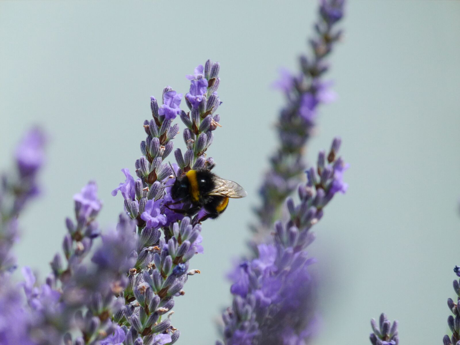 Panasonic Lumix DMC-FZ100 sample photo. Bumble-bee, lavender, flower photography