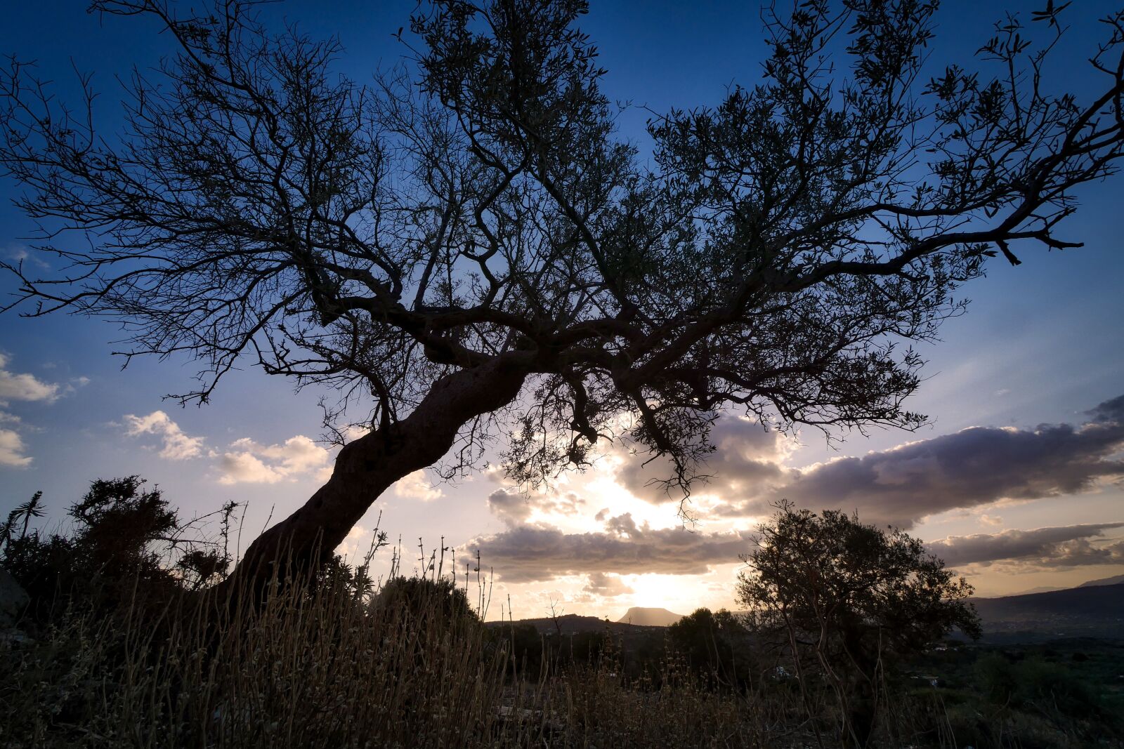 Panasonic Lumix DMC-GX8 sample photo. Tree, nature, landscape photography