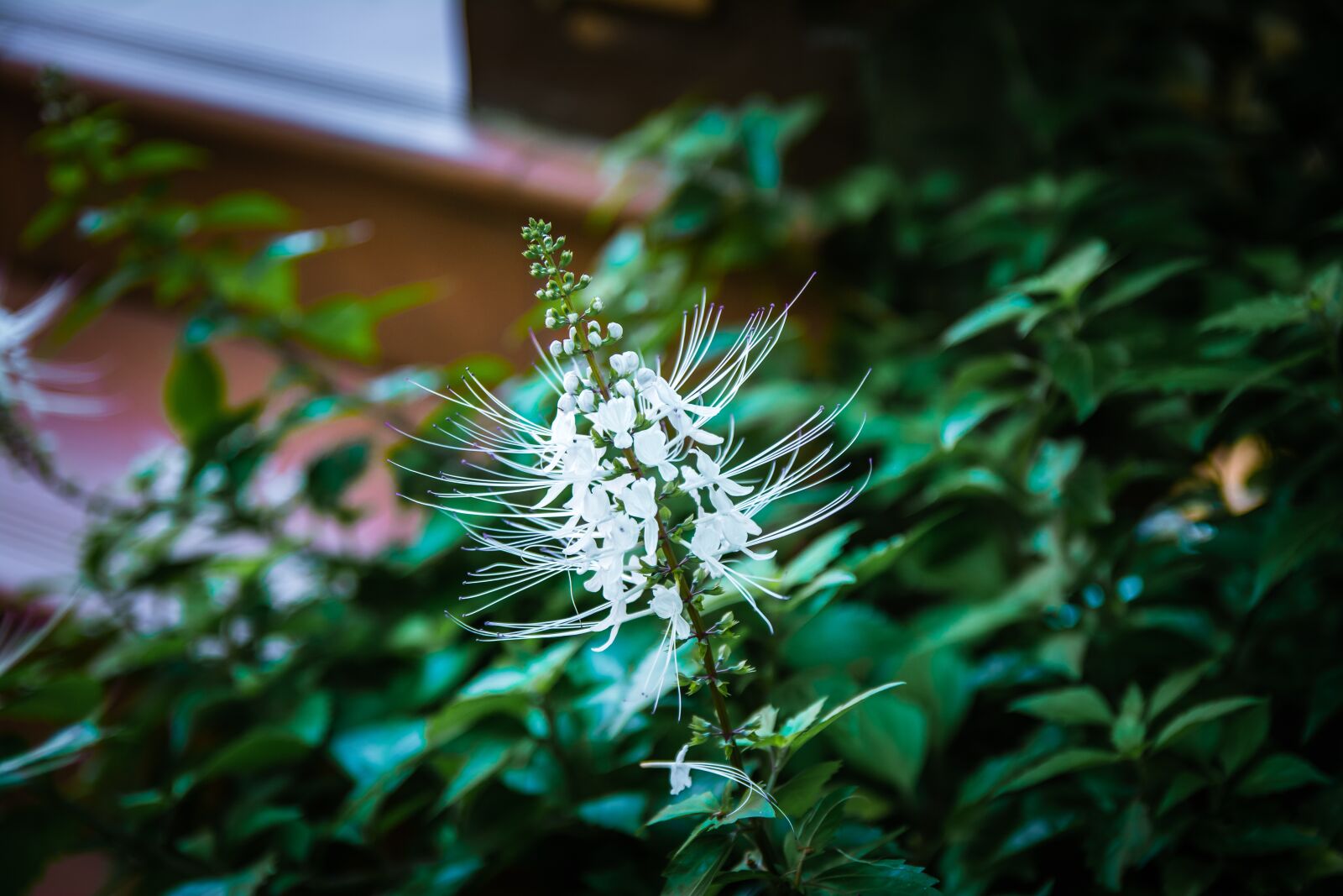 Nikon D5200 sample photo. Tree, art, forest photography